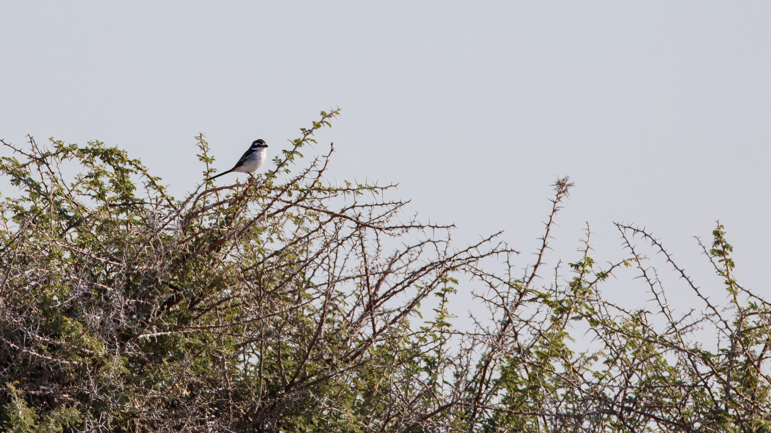  A southern fiscal, looking on 