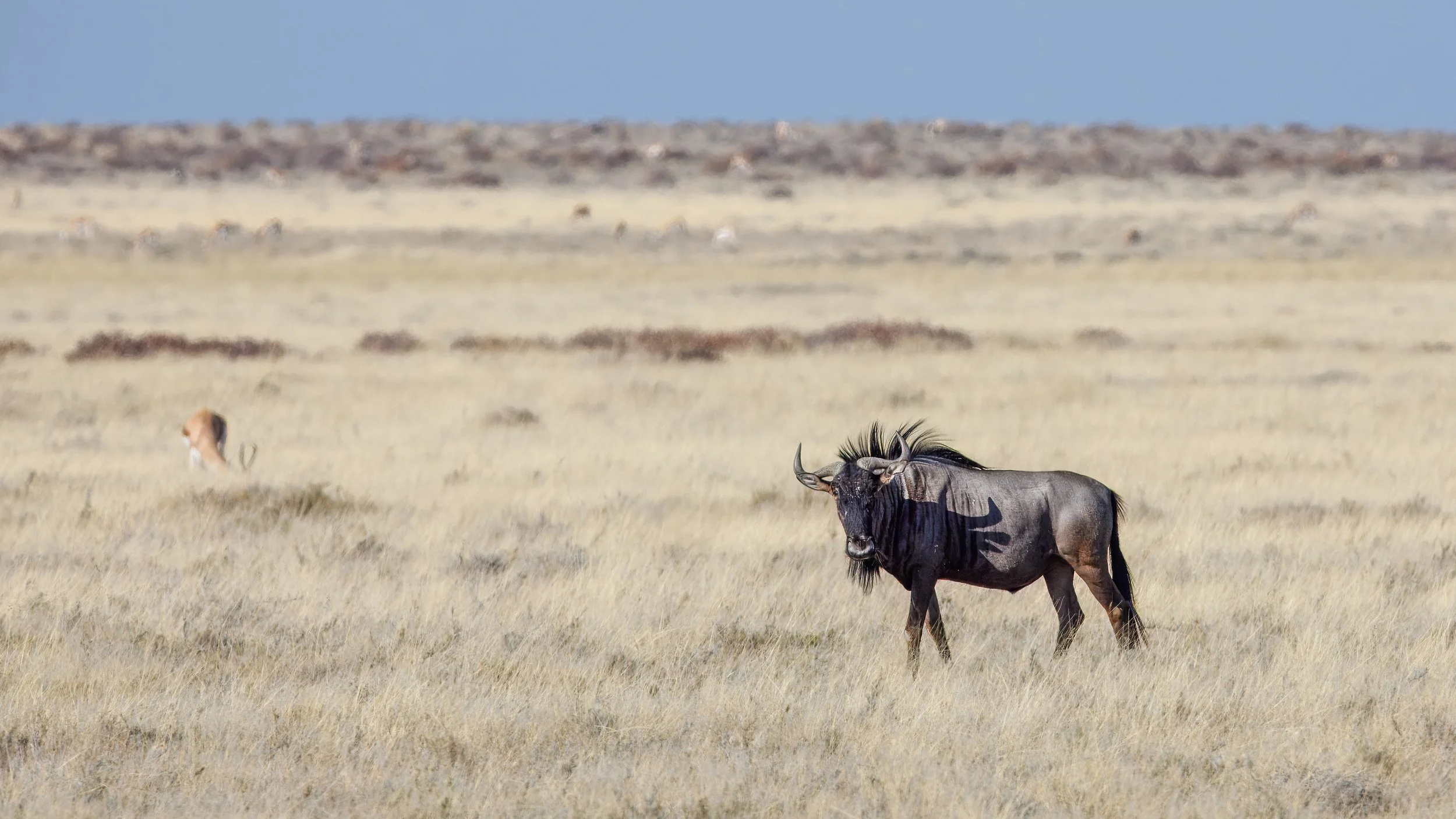  Wildebeest surrounded by springbok 