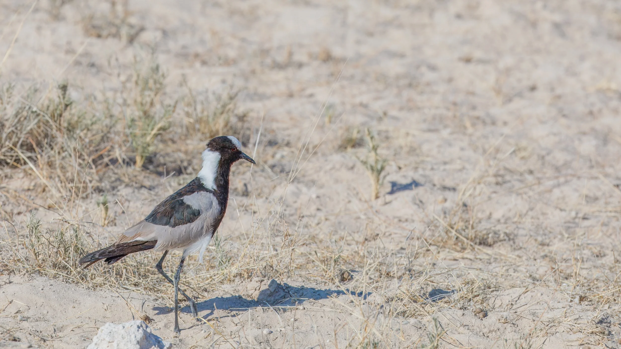  Blacksmith lapwing 