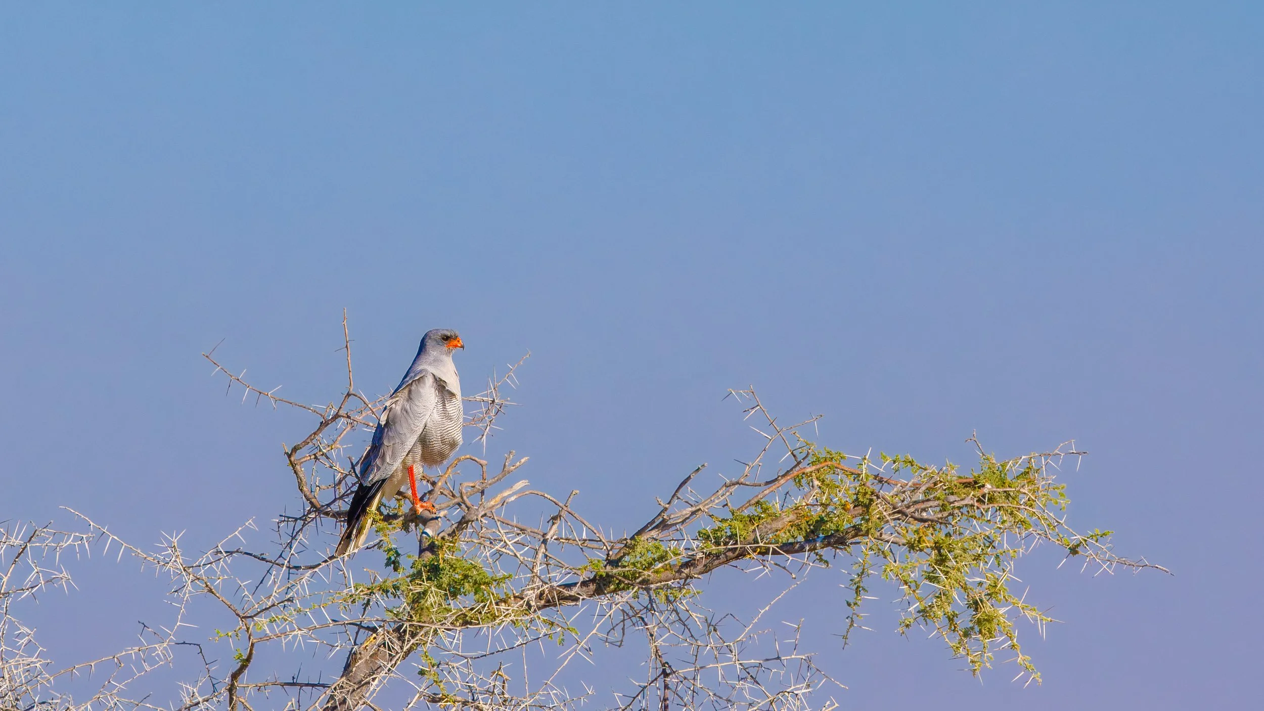  Pale chanting-goshawk 