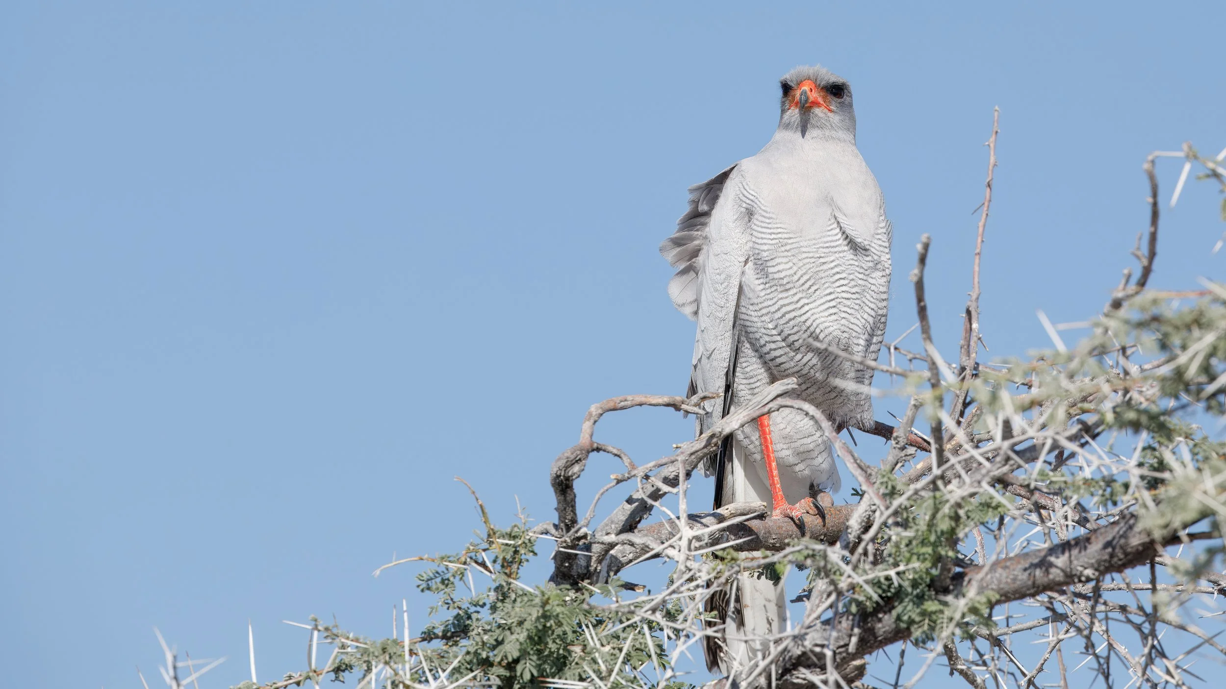   Pale chanting-goshawk on the prowl 