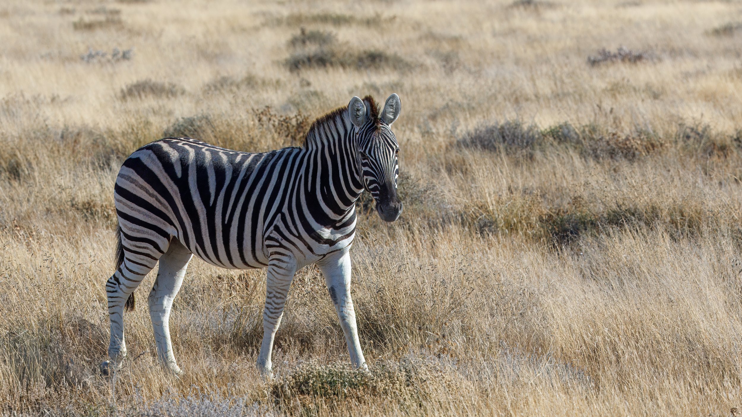  Plains zebra 