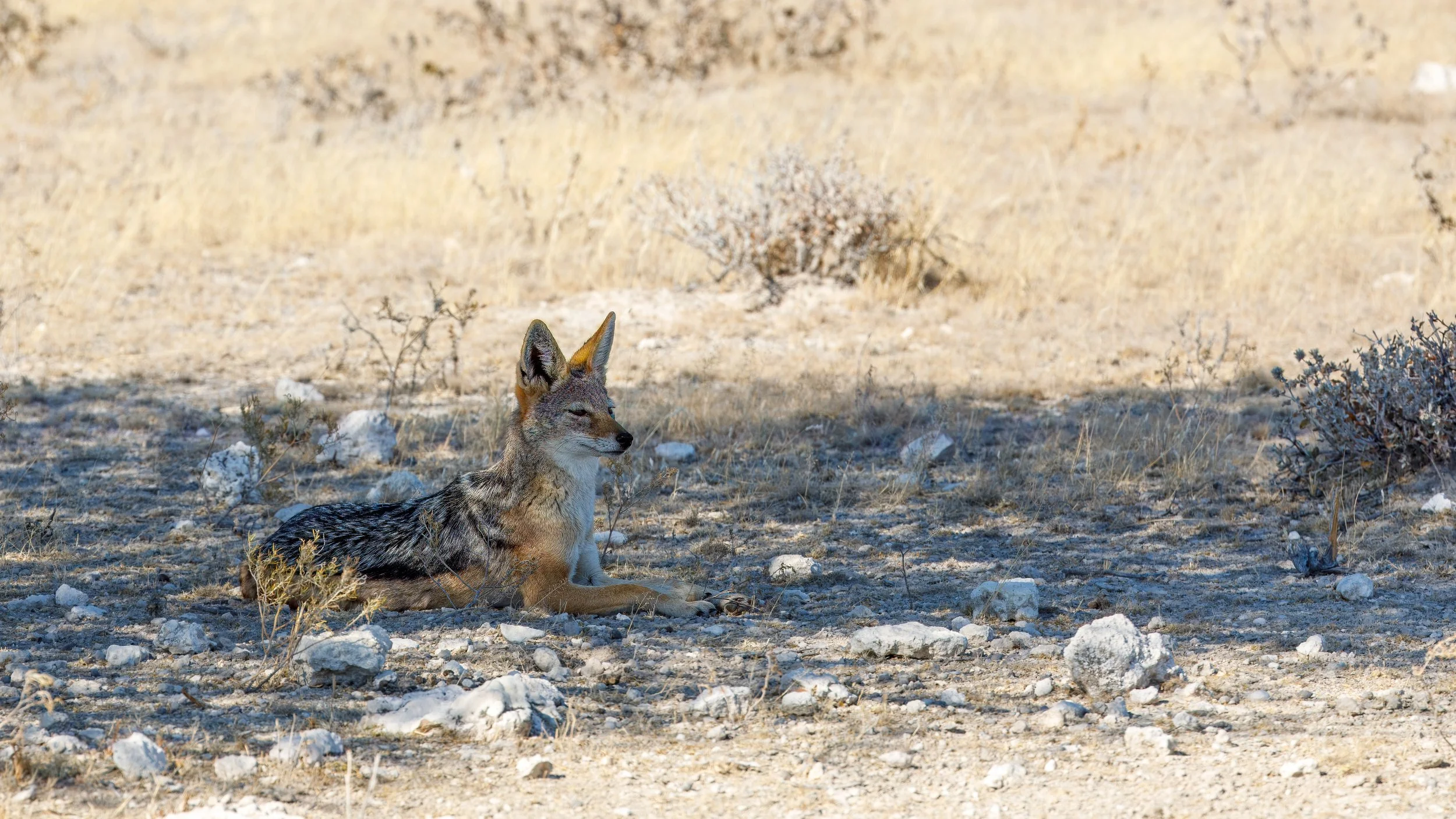  Black-backed jackal continuing to look cute as it rests in the shade 