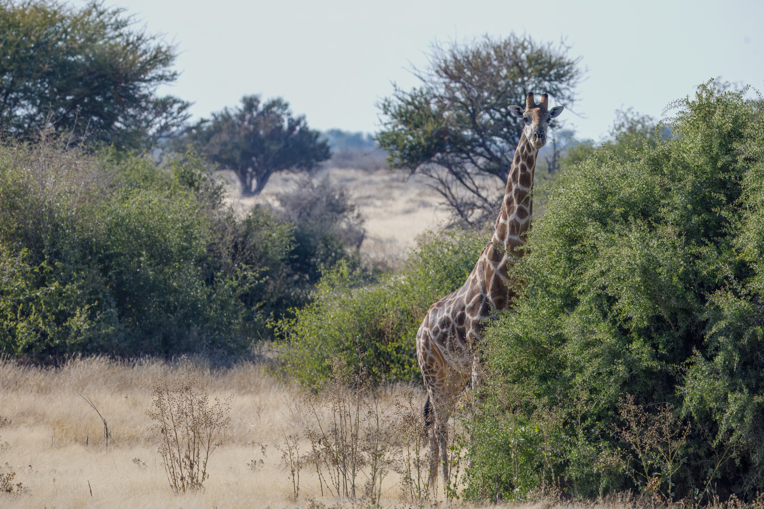  Giraffe enjoying the foliage 