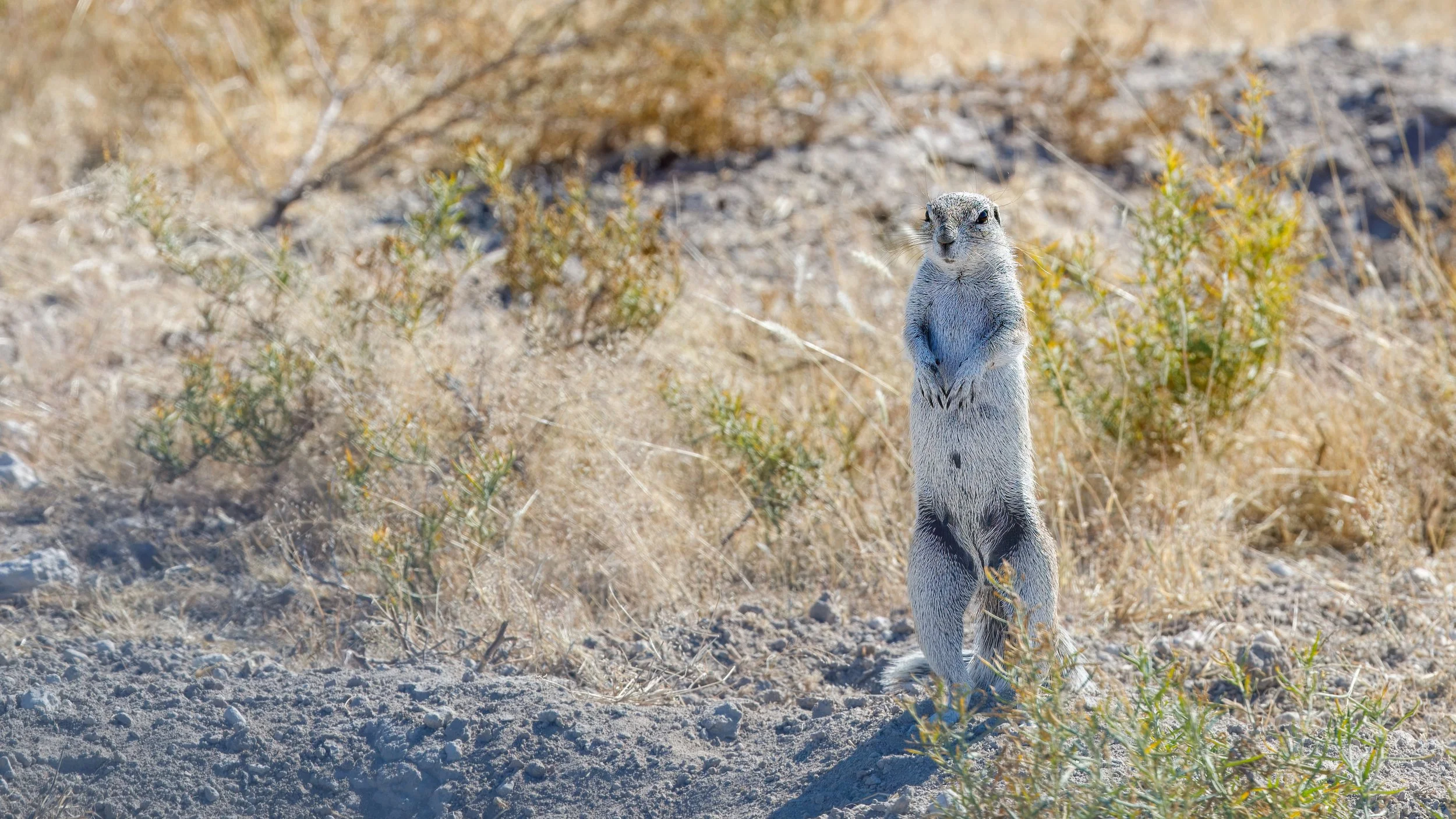  Another ground squirrel posing for us 