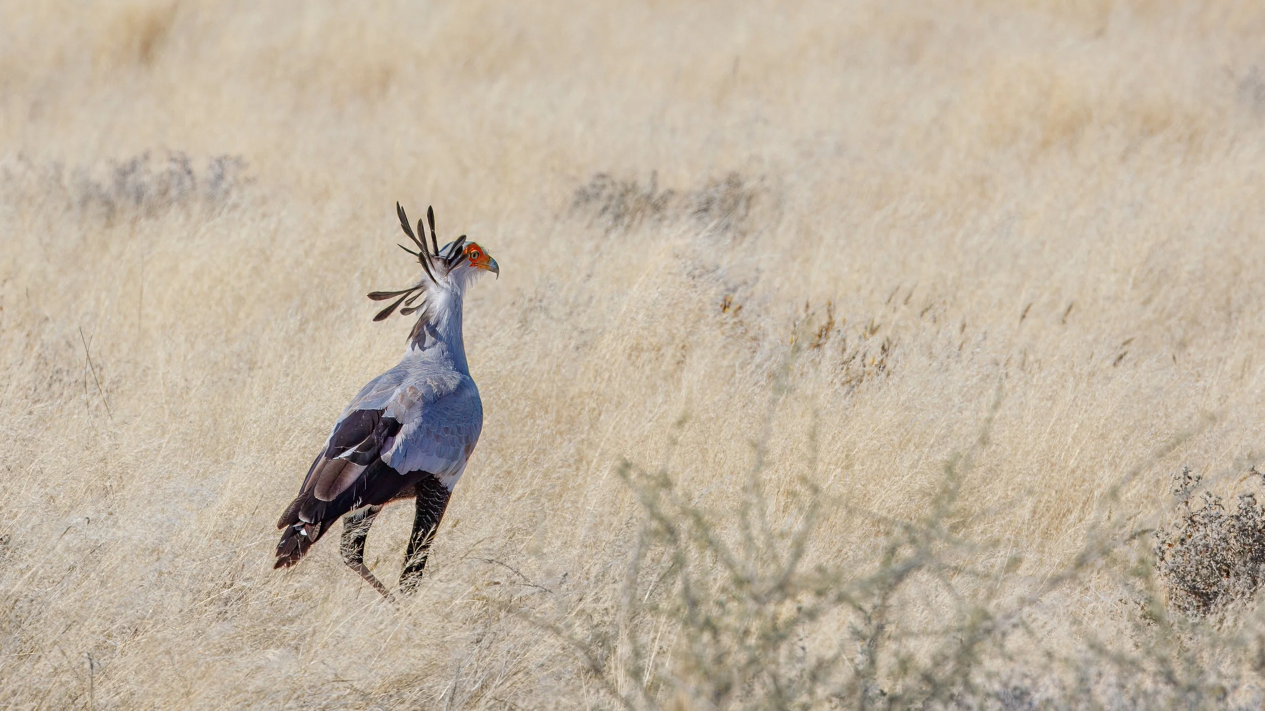  A secretary bird, large and terrestrial, named for the appearance of a secretary with pens in their hair 