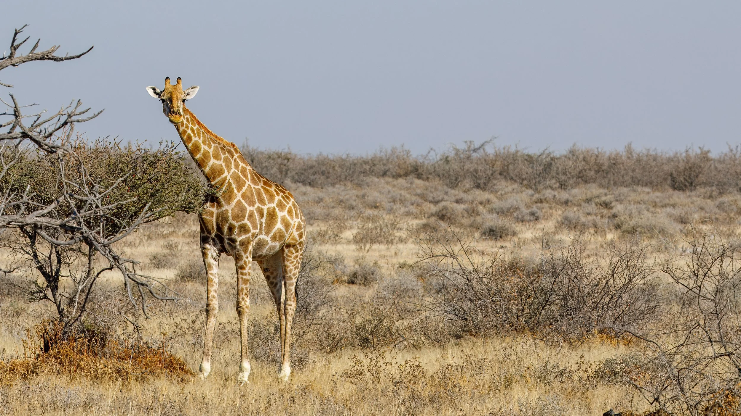  Another giraffe roaming the park 