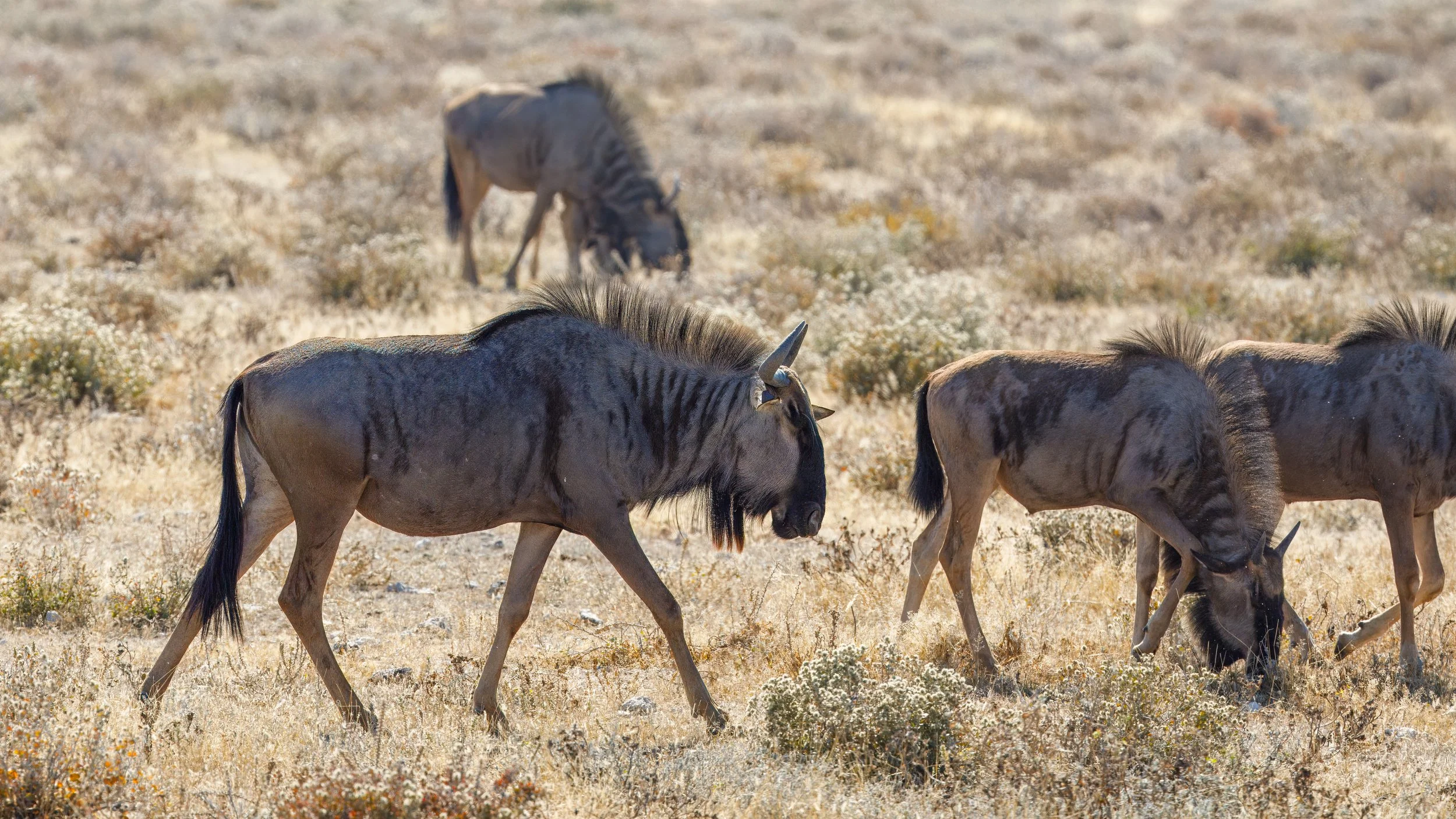  More wildebeest  