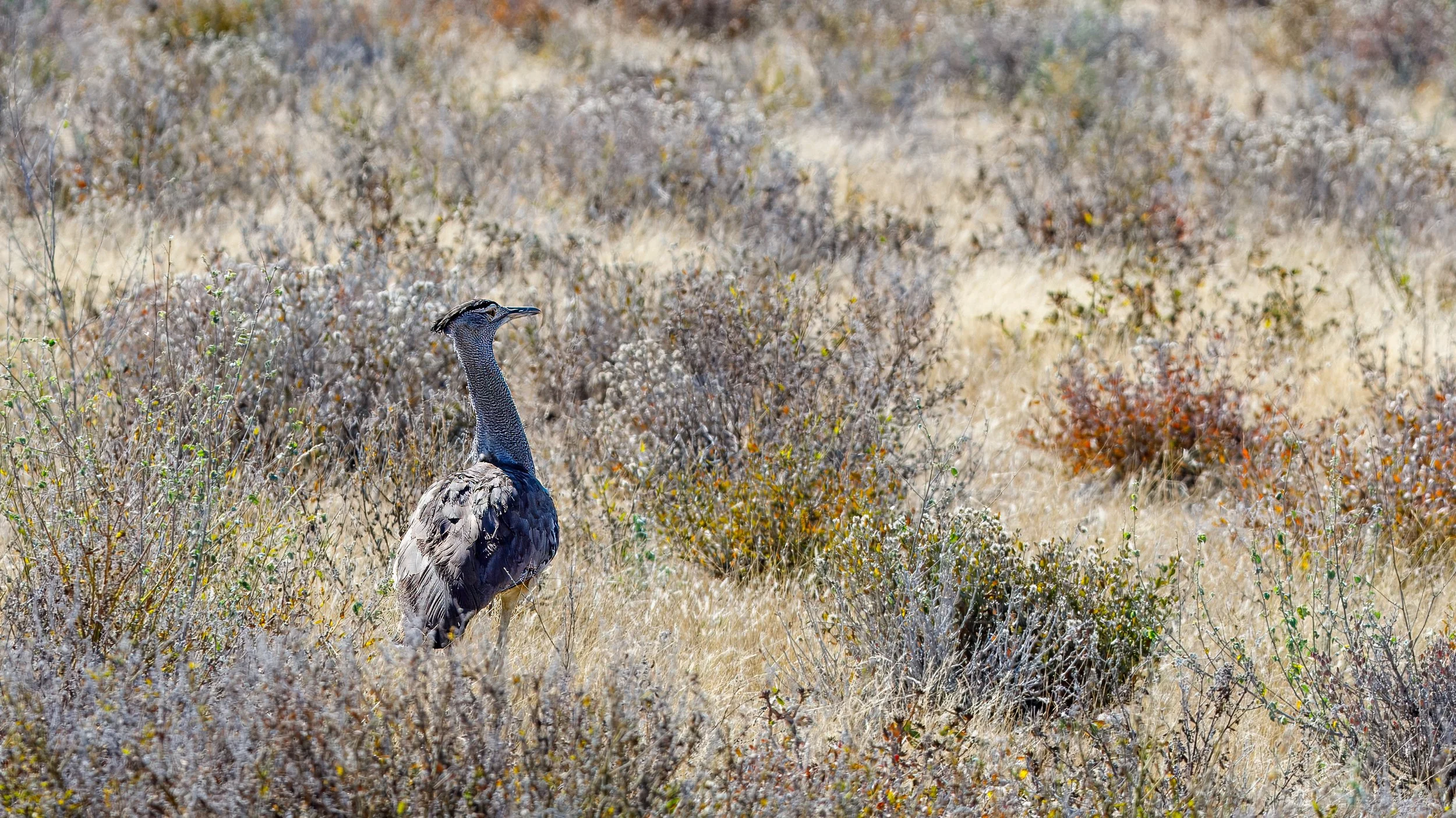  Kori bustard 