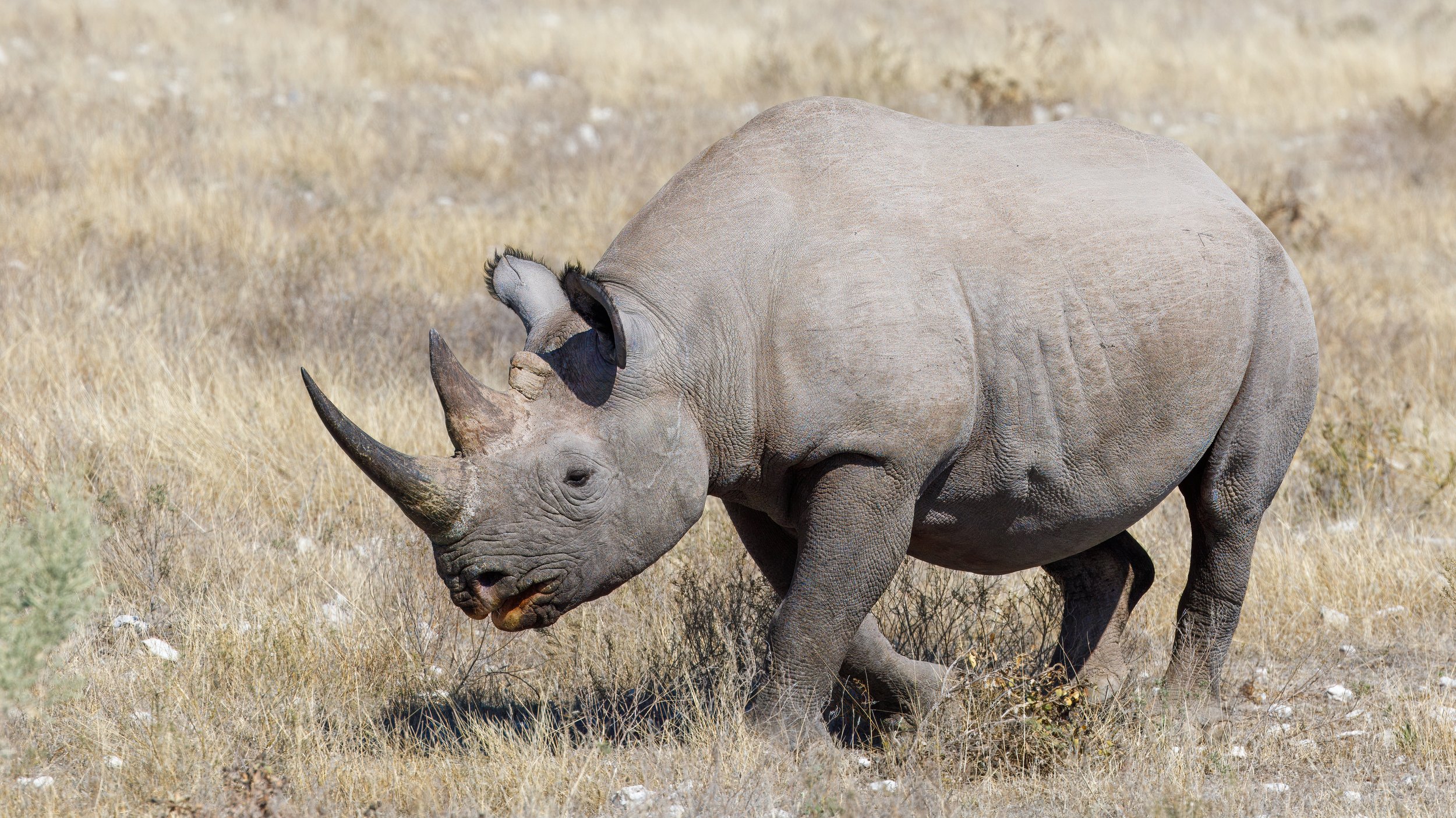  With a tip from the guide group chat, we had a close run in with a black rhino crossing the road outside Okaukuejo 