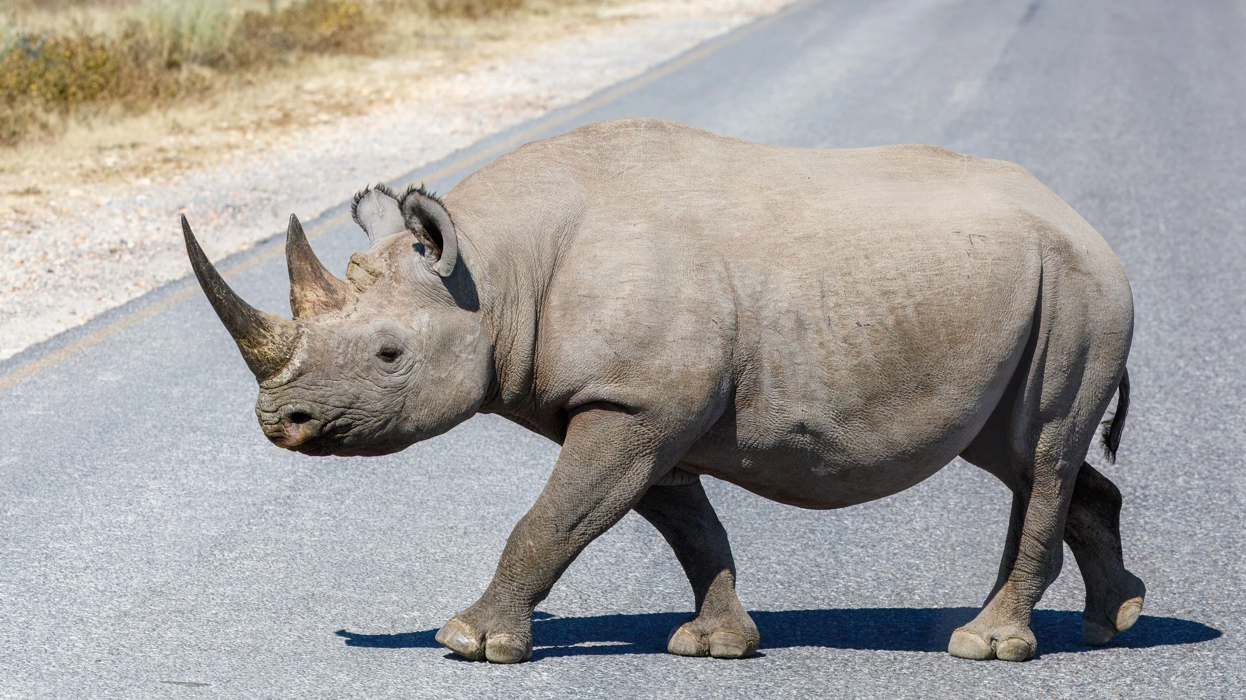  Luckily we are only slightly interesting to the massive rhino 