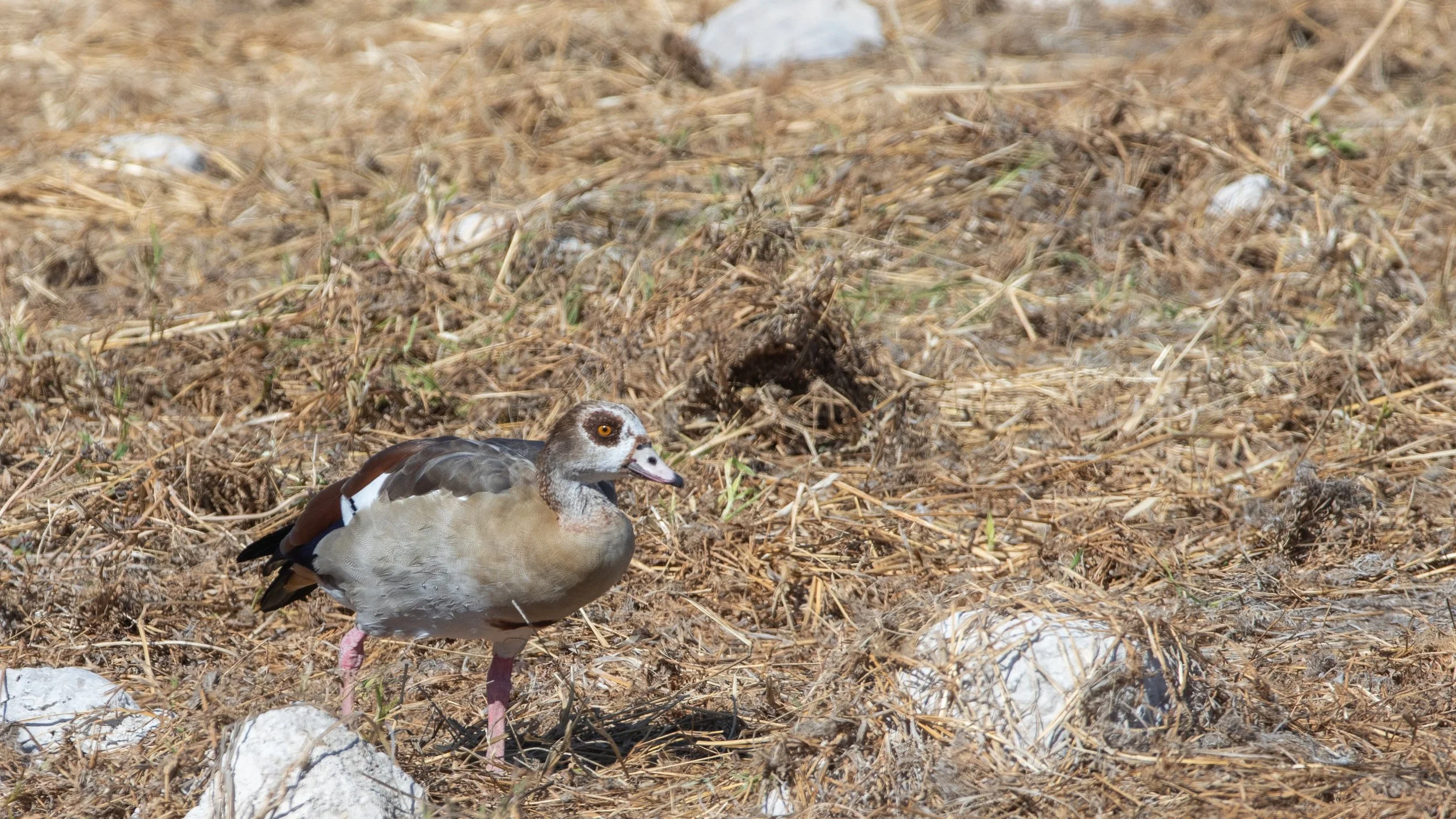  Egyptian goose, a type of shelduck, a biological cross-category between a duck and a true goose 