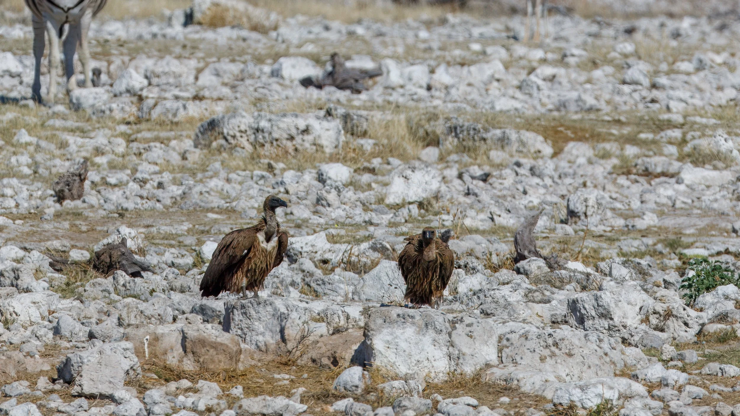  African white-backed vultures, monitoring the watering hole 