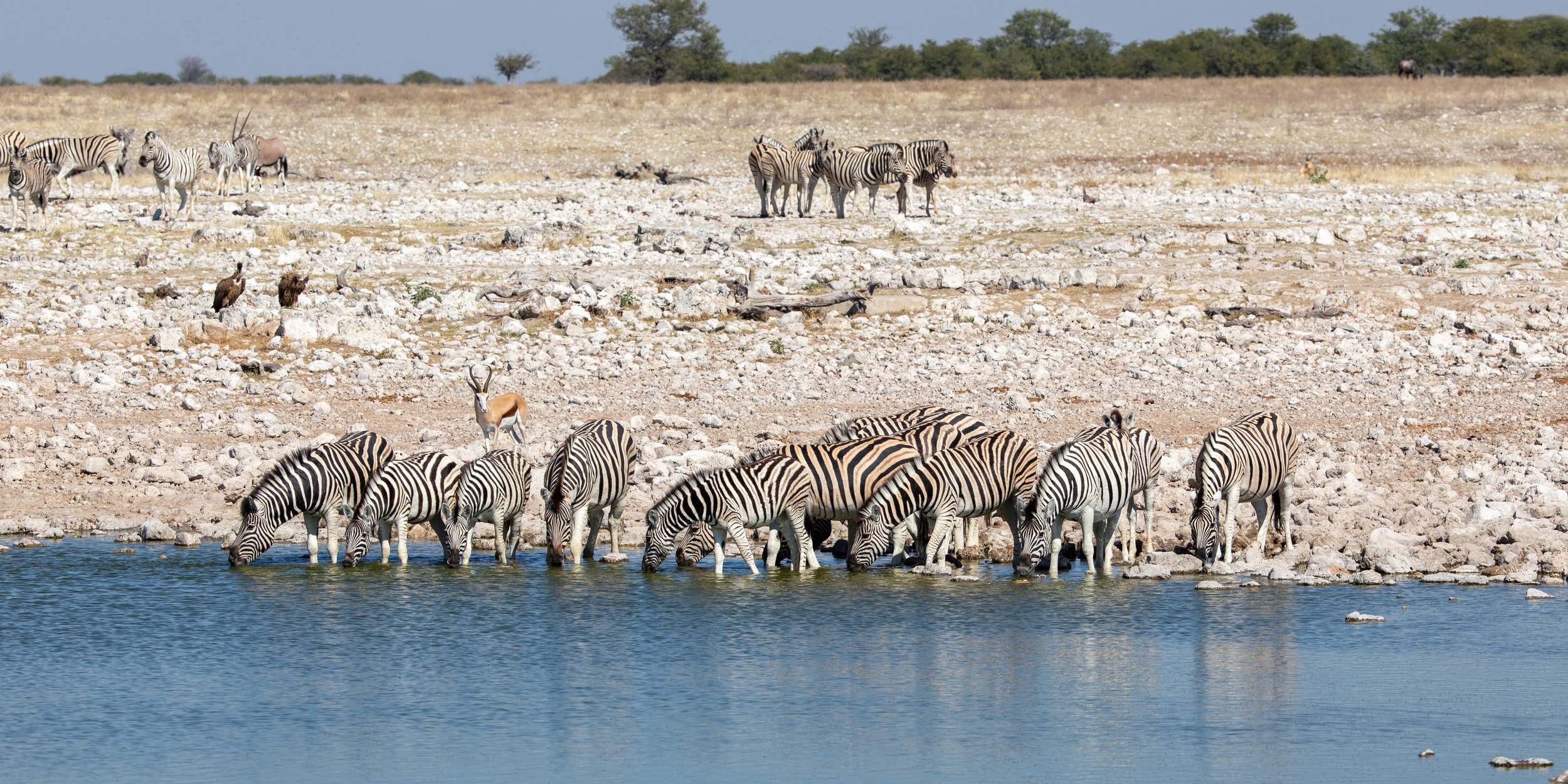  With the rhino past us we are back at the more busy Okaukuejo waterhole 