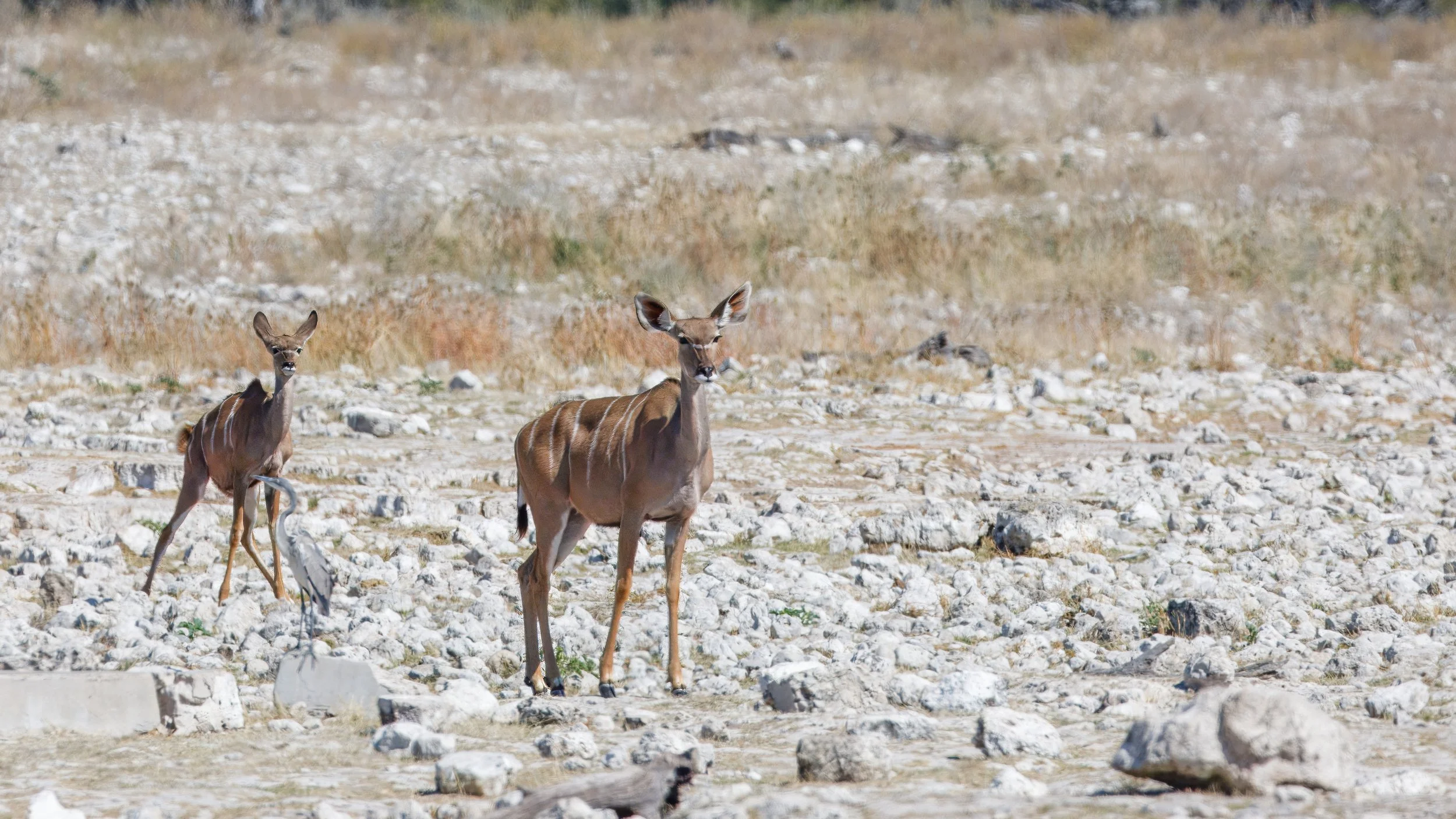  Greater kudus waiting for their turn at the waterhole 
