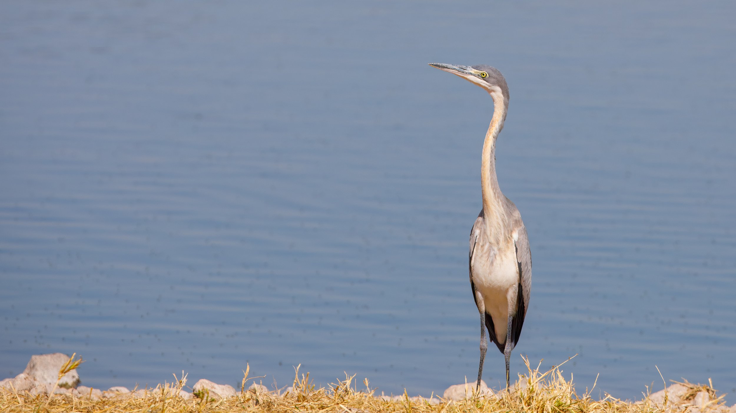 Grey heron 