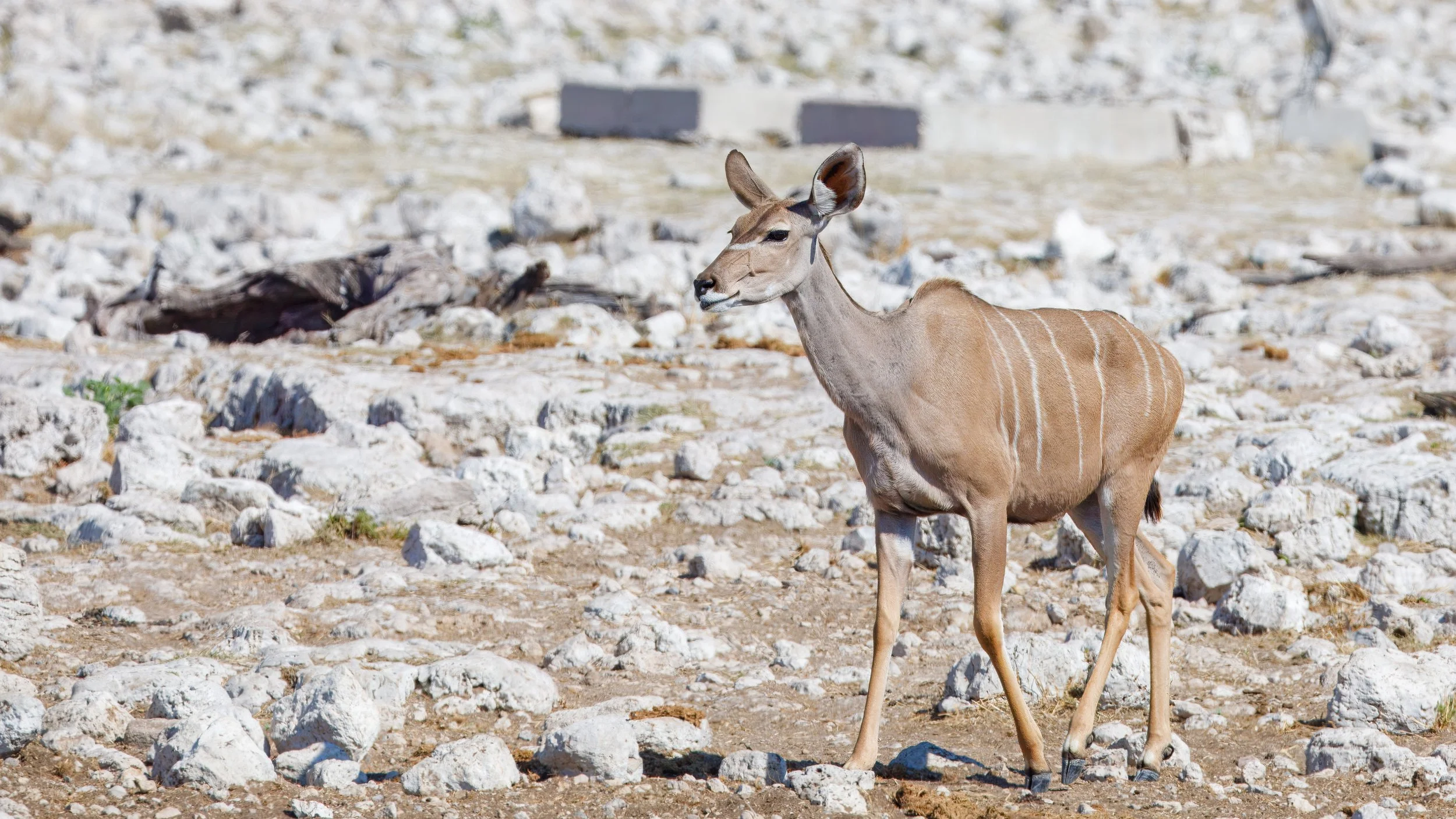  Greater kudu 