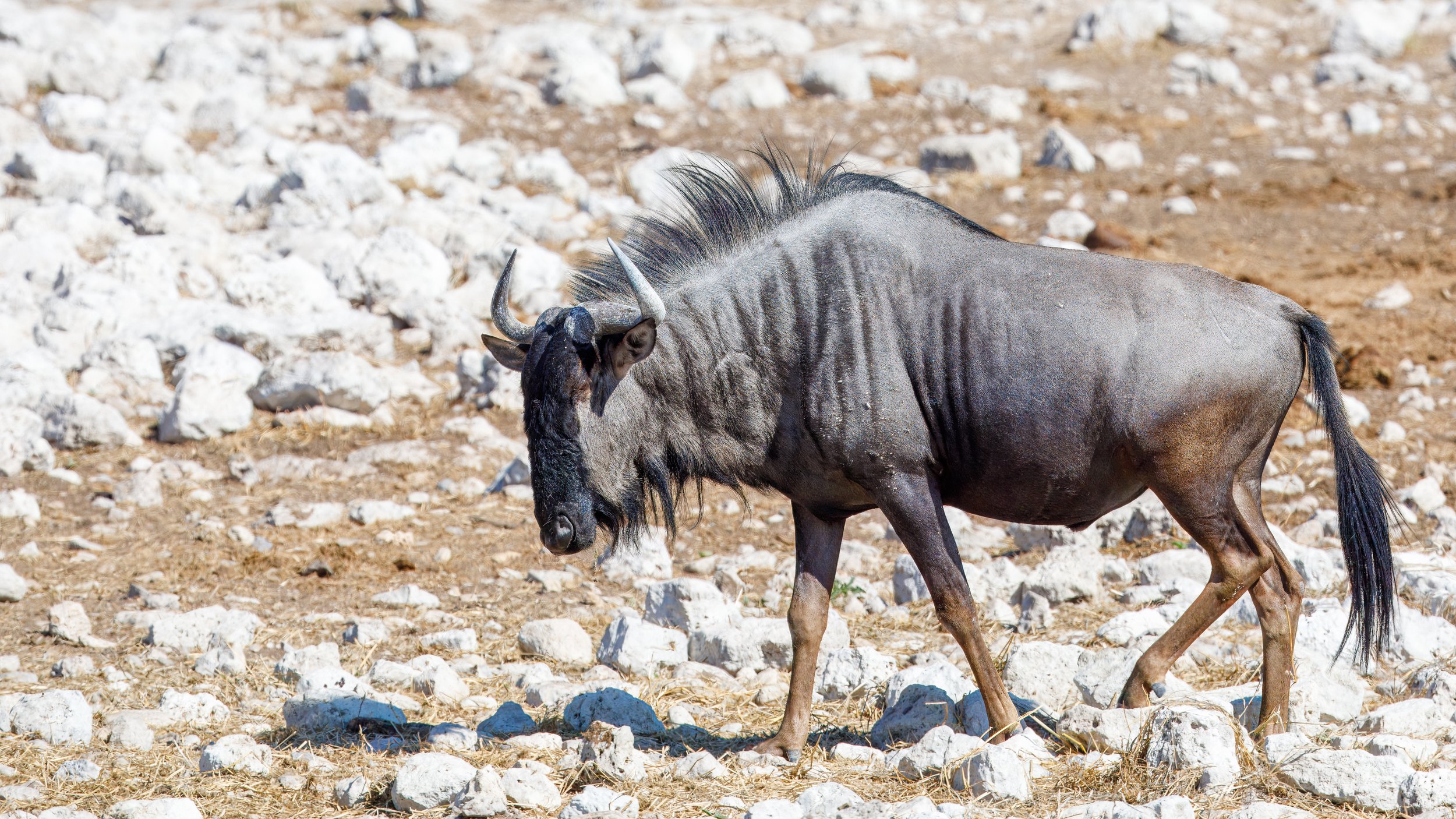  A wildebeest at the busy waterhole 