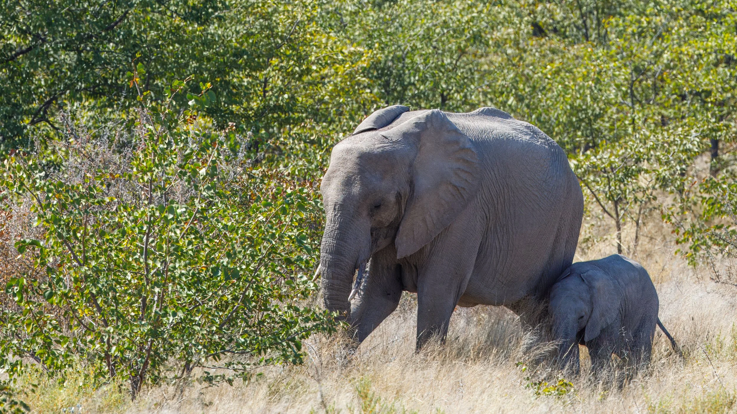  Elephant with her infant 