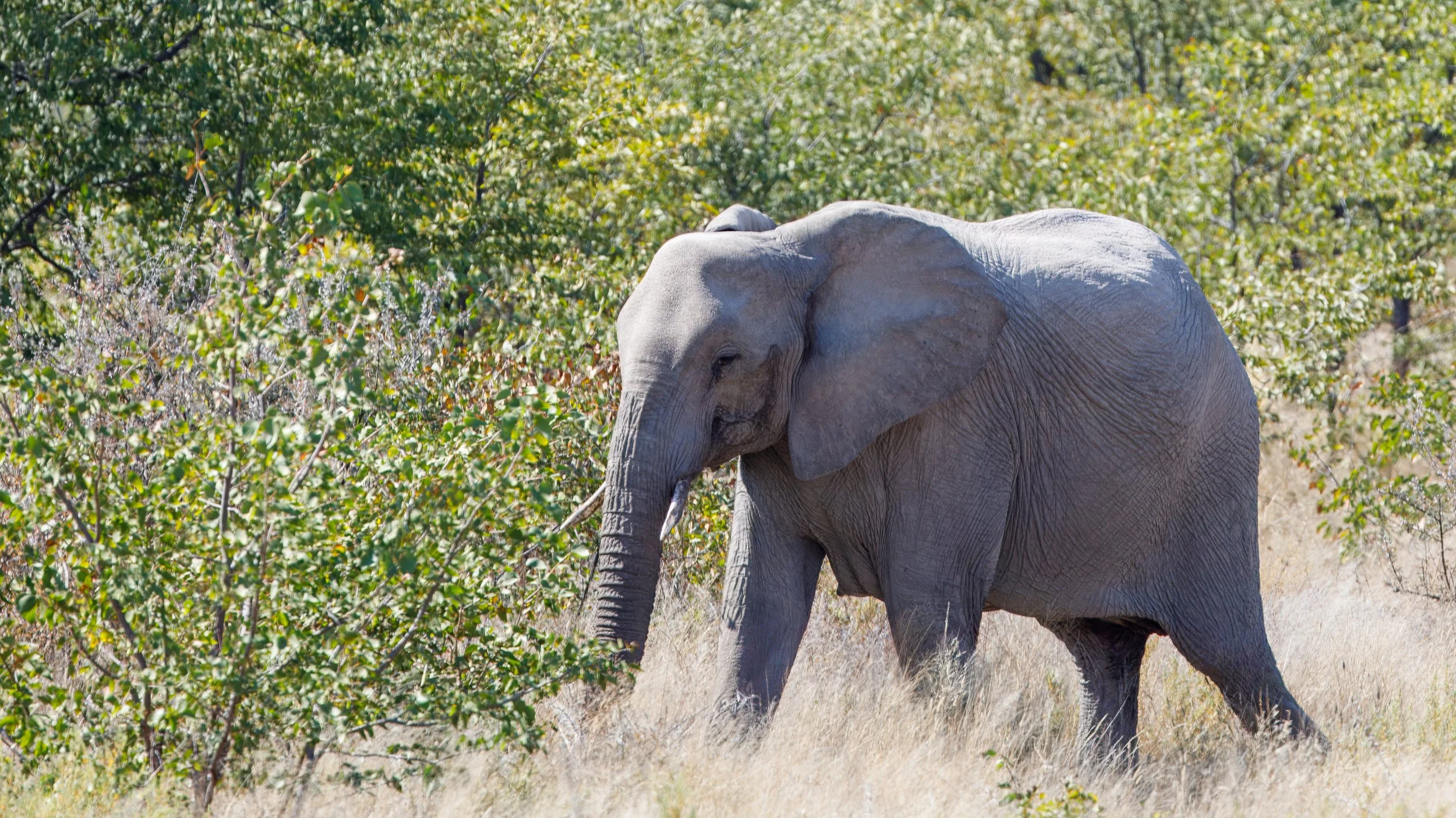  Elephant out for a walk next to the road 