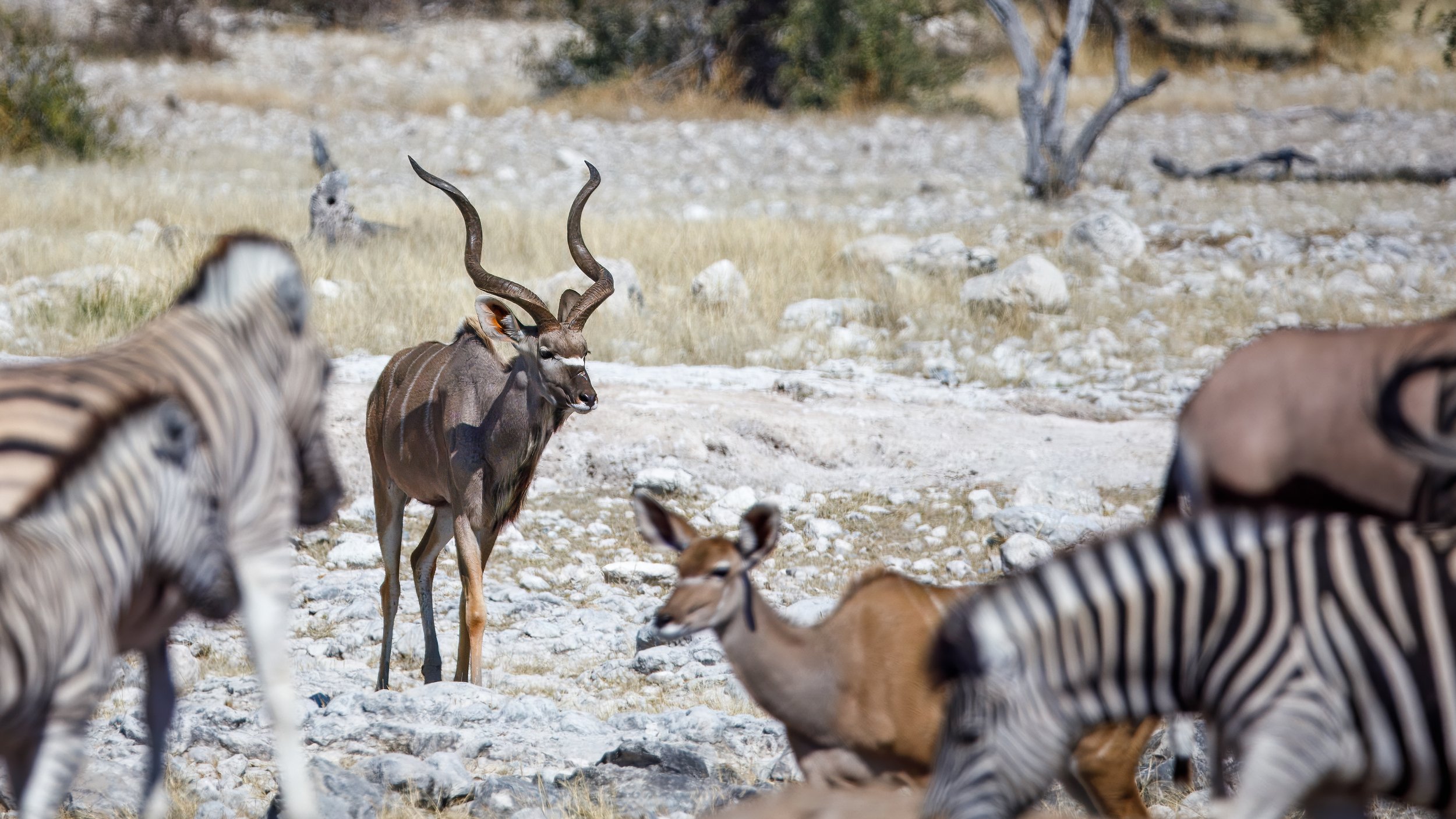  It’s cool to see all the various species hanging out in relative harmony with no threat in sight 