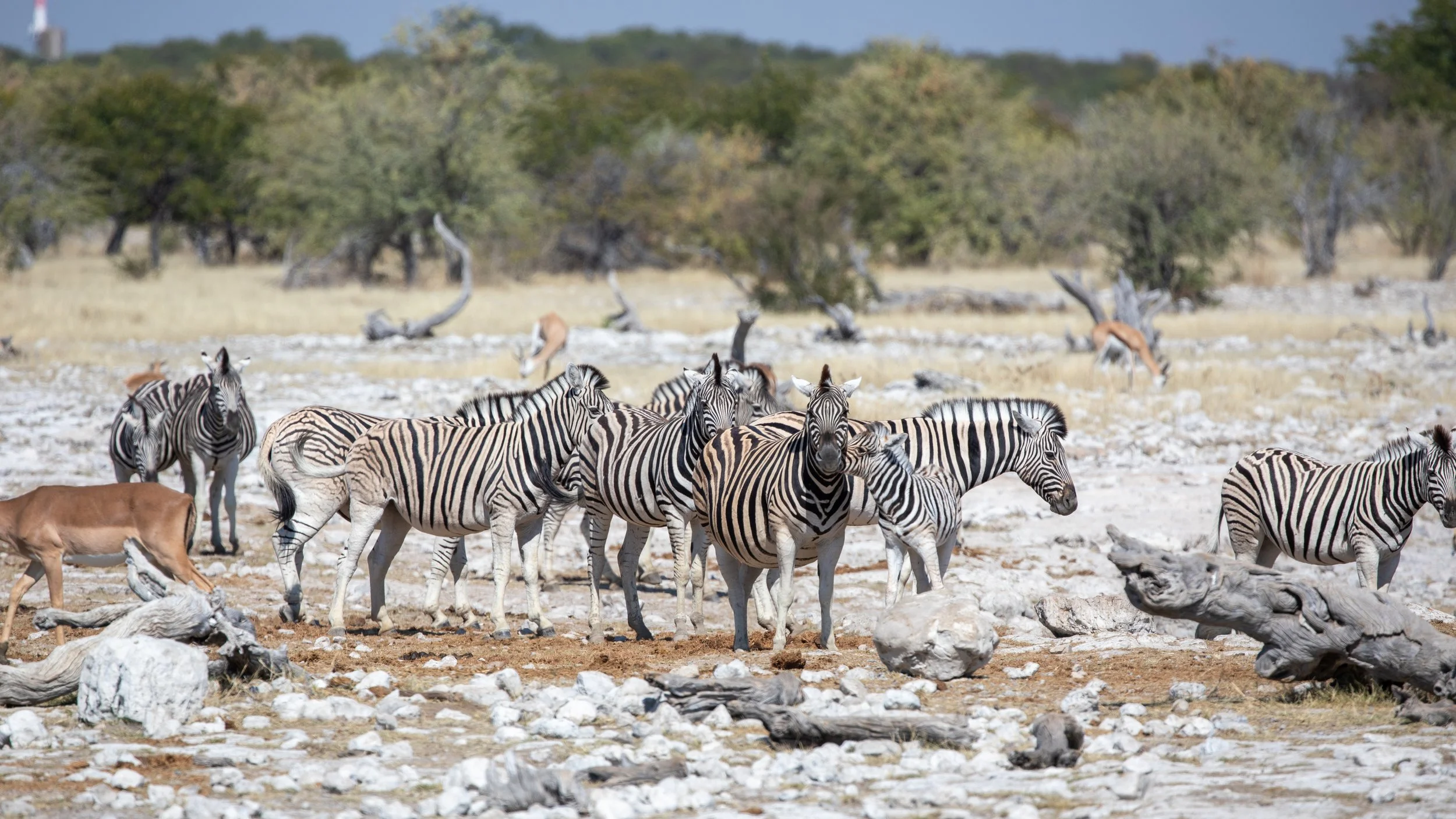  The waterhole gets more crowded with zebras and other visitors 