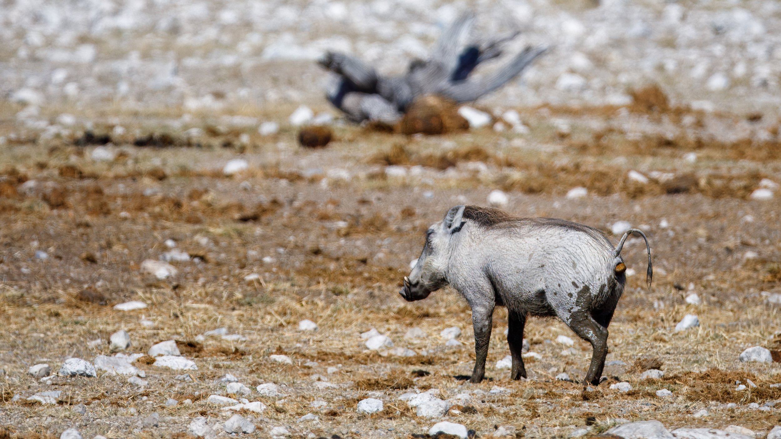  A warthog, still quite ugly, but fun to observe 