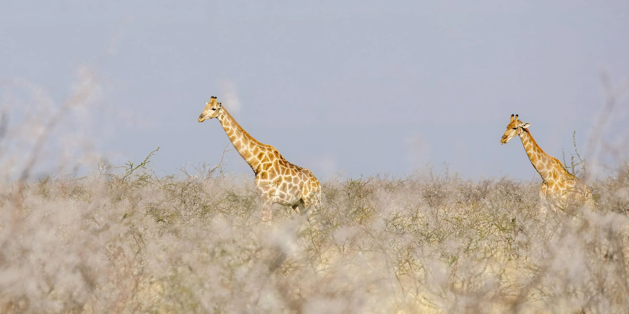  Giraffes on the move 