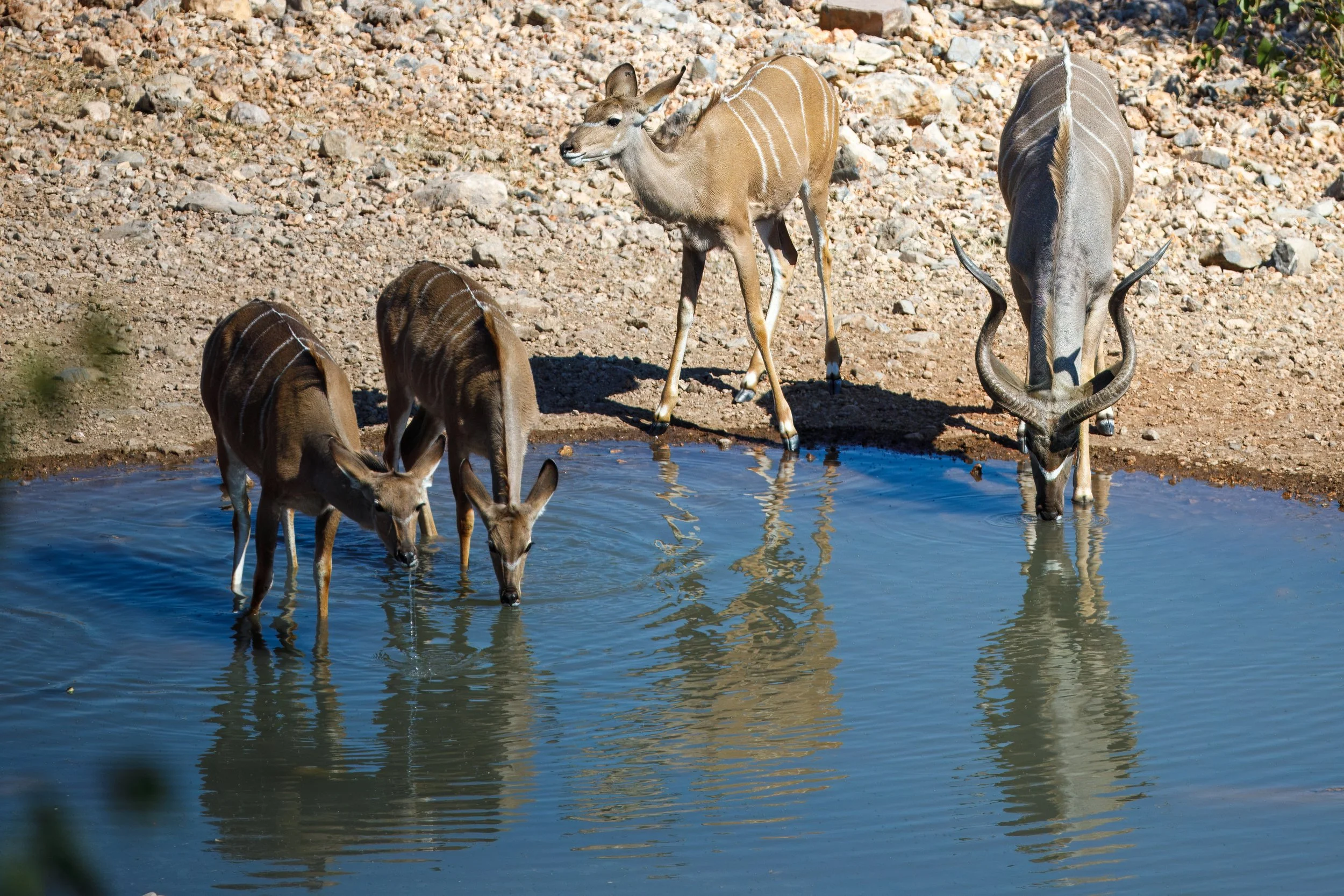  Kudus enjoying the refreshing water 