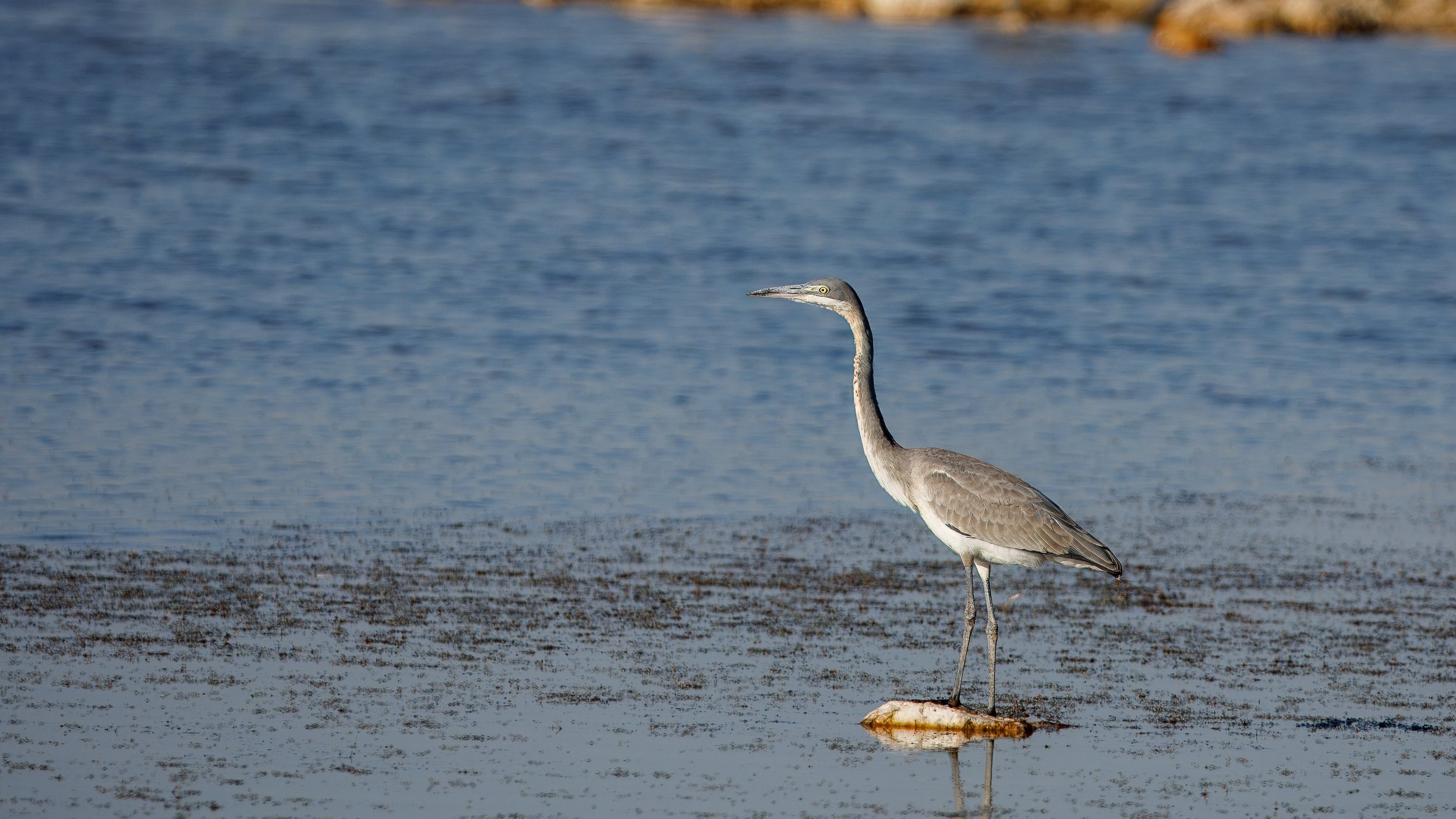  Another grey heron, perched in the watering hole 
