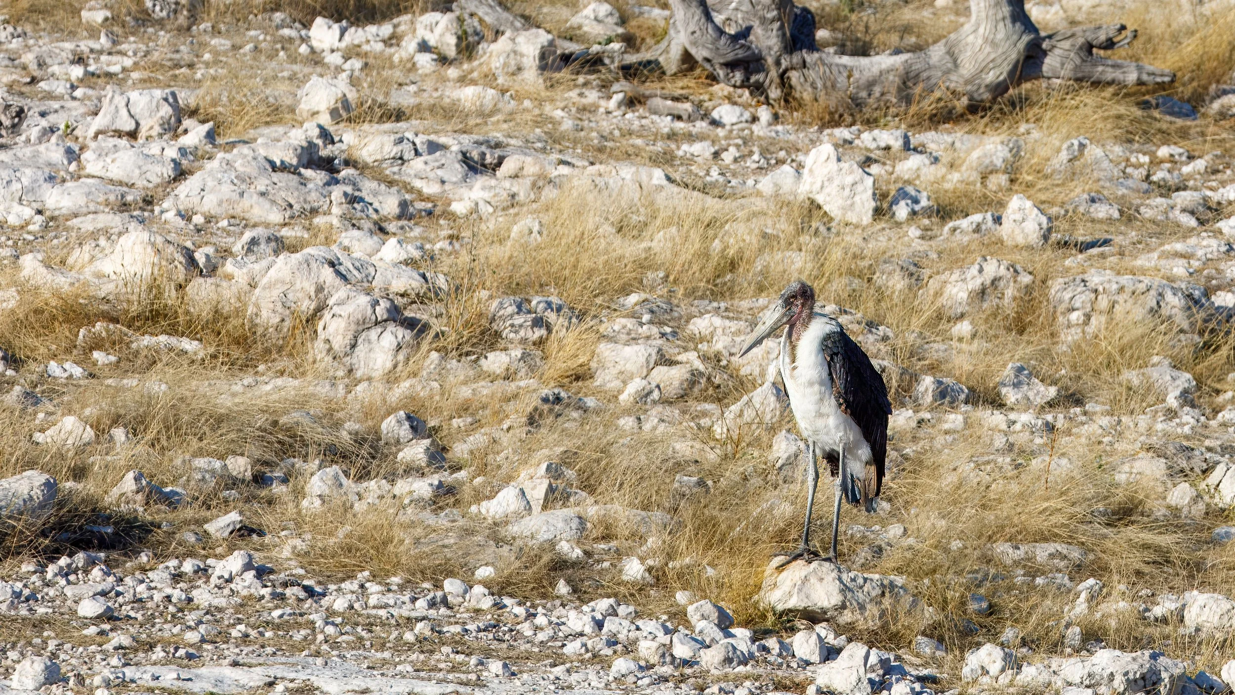  A marabou stork, often referred to as the "undertaker bird", known for its massive size and scavenging habits 
