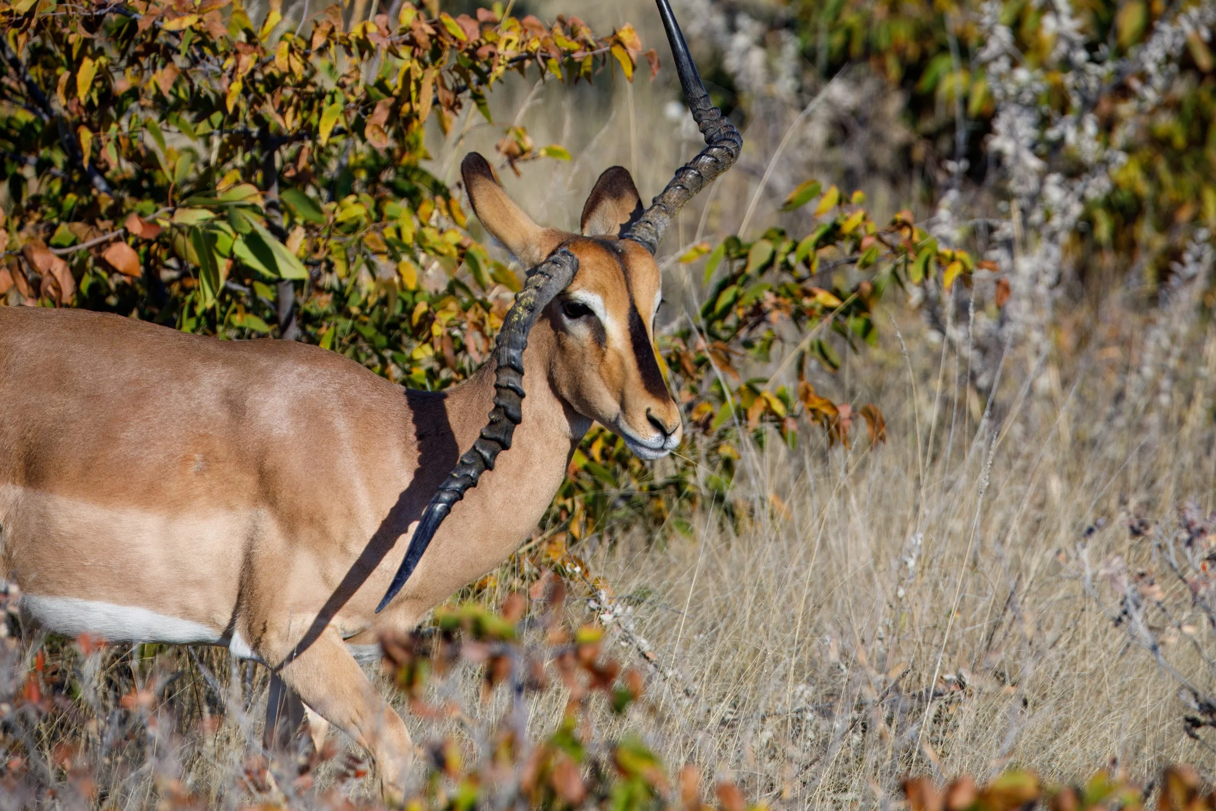  A black-faced impala with an unfortunate deformed horn pattern that will likely make life challenging 