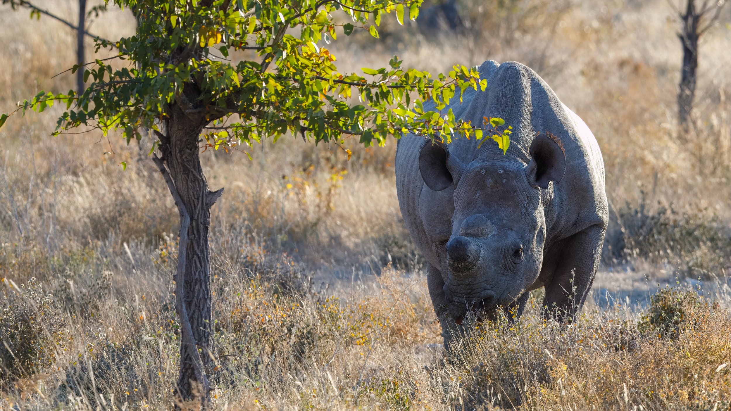  Although we were unsuccessful hunting for leopards and cheetahs, we did find another black rhino on the move 