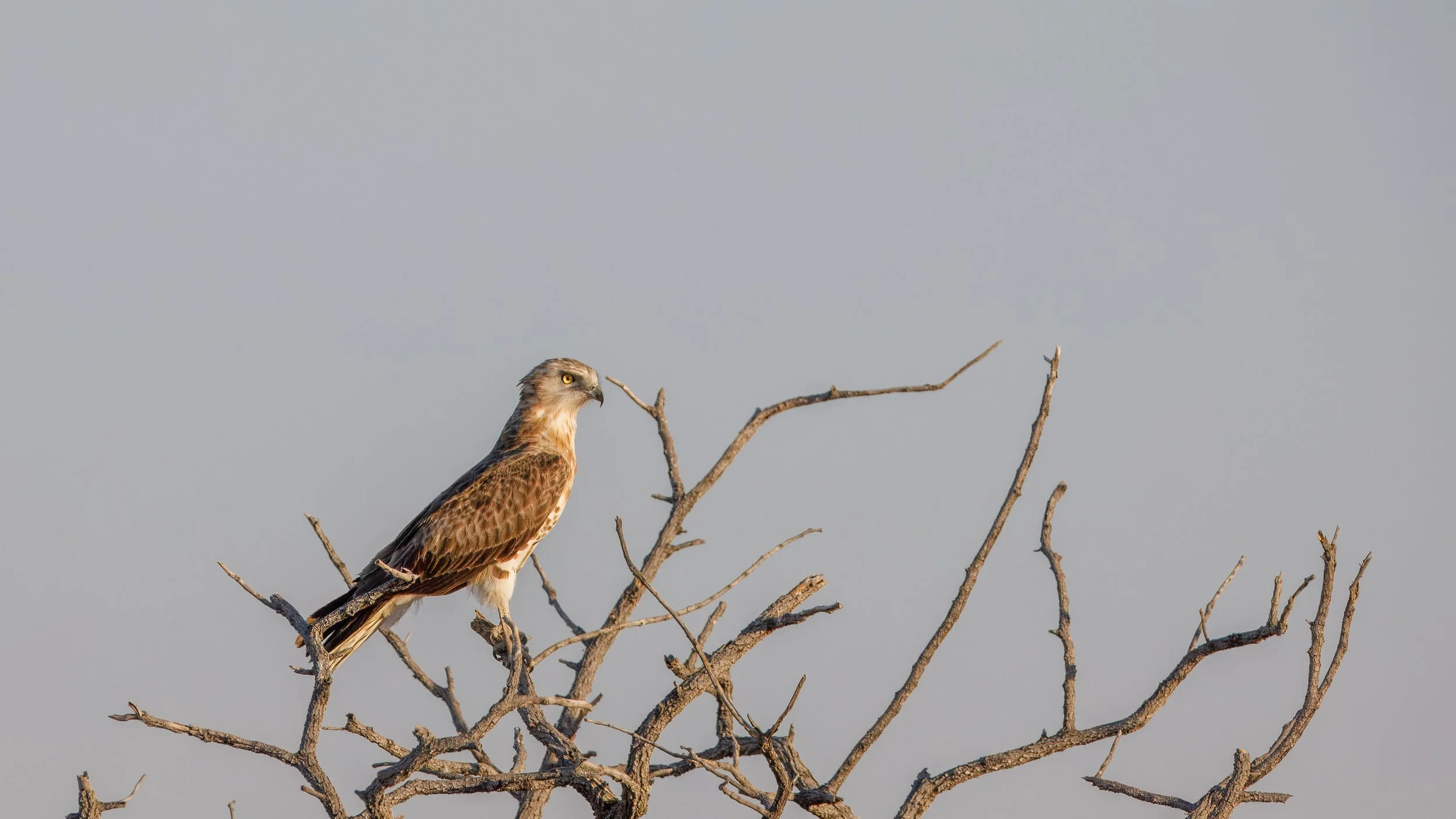 Black-chested snake eagle on the prowl 