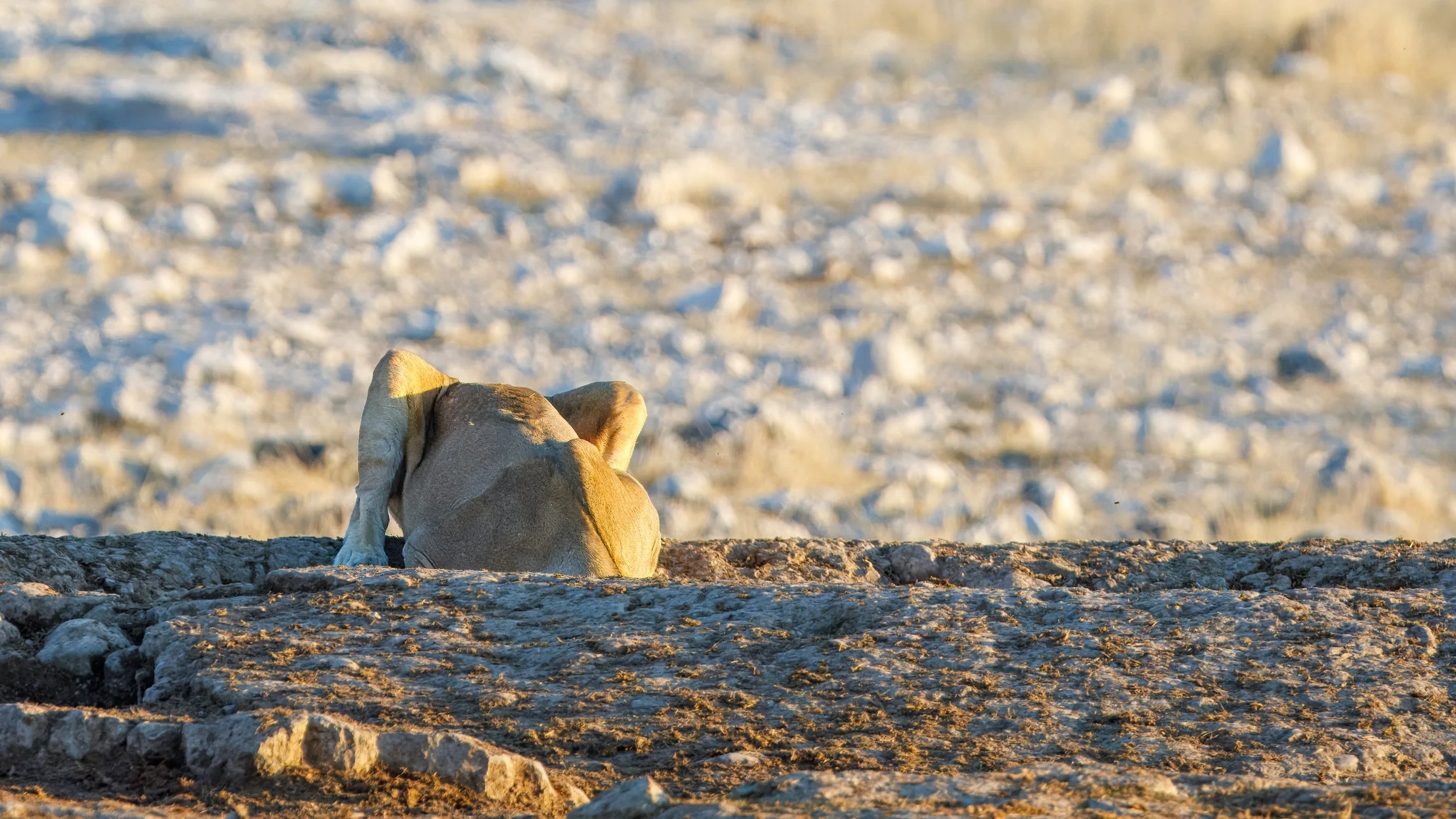  Lion enjoying a drink in a pool outside a larger watering hole 