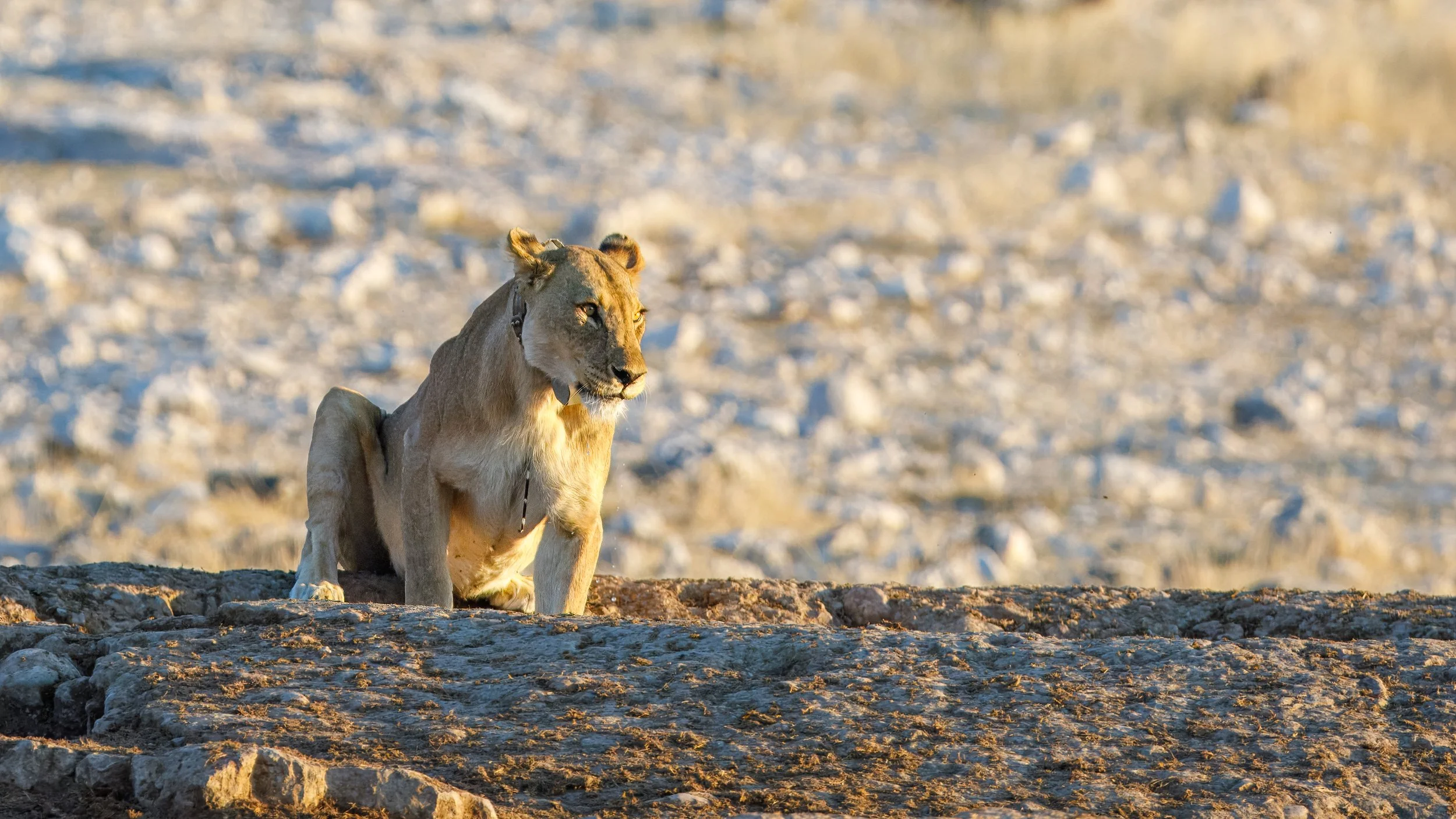  The lion actually had been stuck with a porcupine quill that we only noticed after comments on a social media post 
