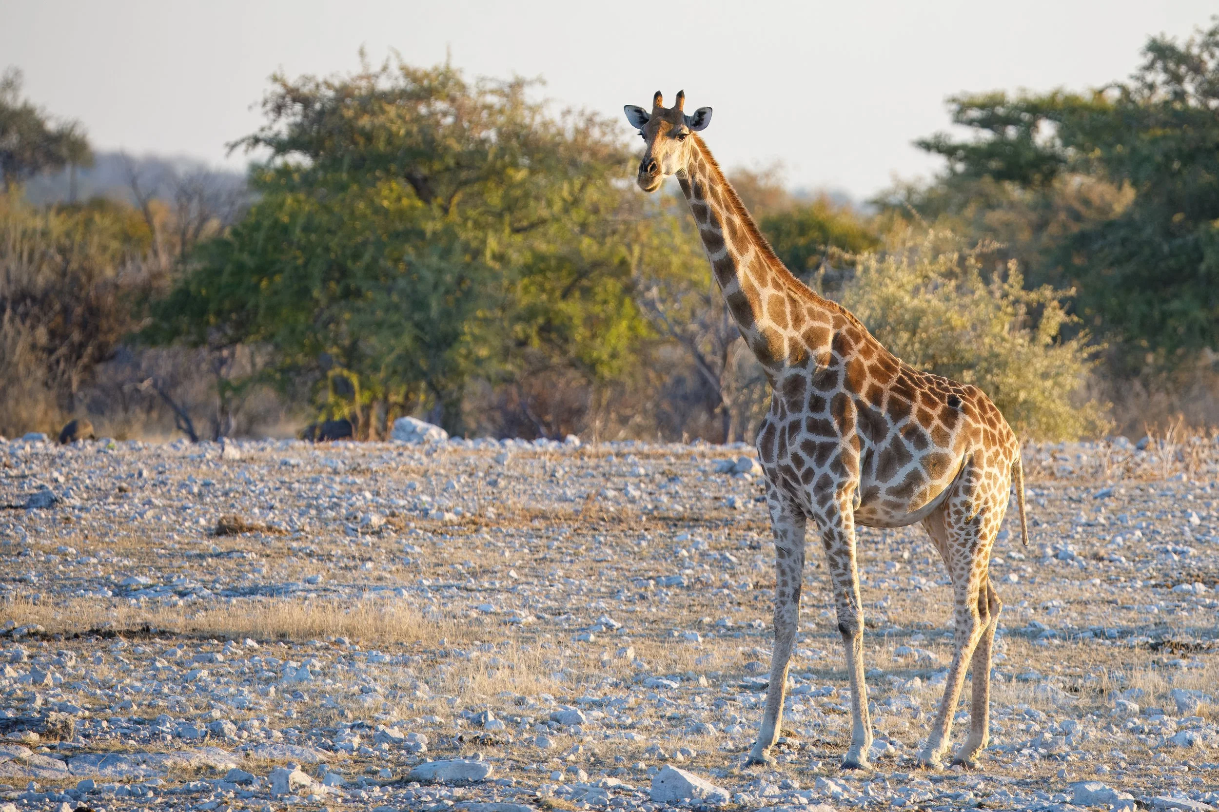  Giraffe cautiously approaching the waterhole, very aware of the nearby lion 