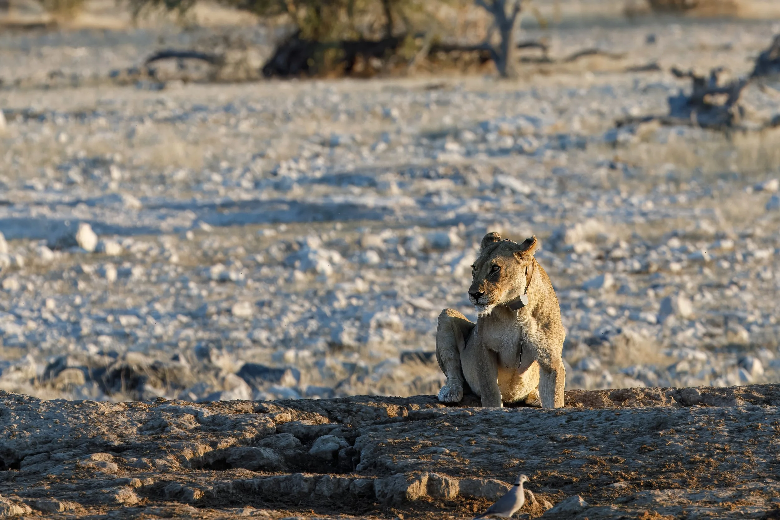  Moving away from the pool, we could clearly see the tracking device that the park was using to monitor the lion’s activity; because of their interest, our guide, William, decided to notify the park of the porcupine quill injury 