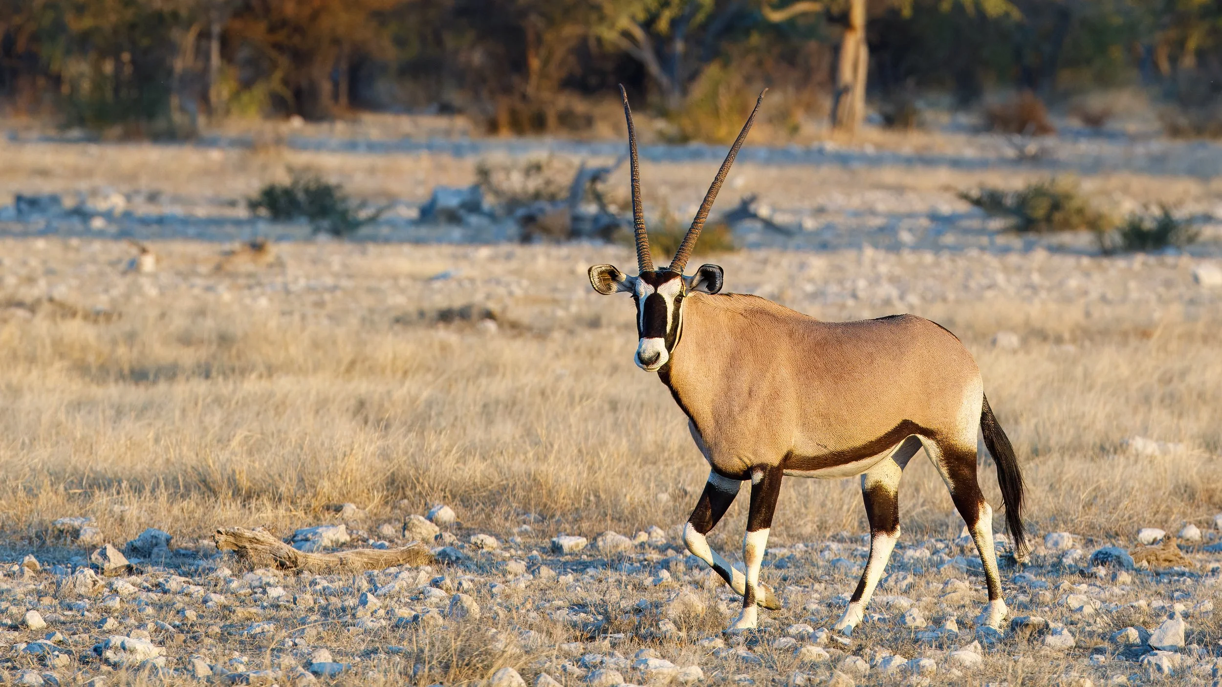 A gemsbok, also observing the situation from afar 