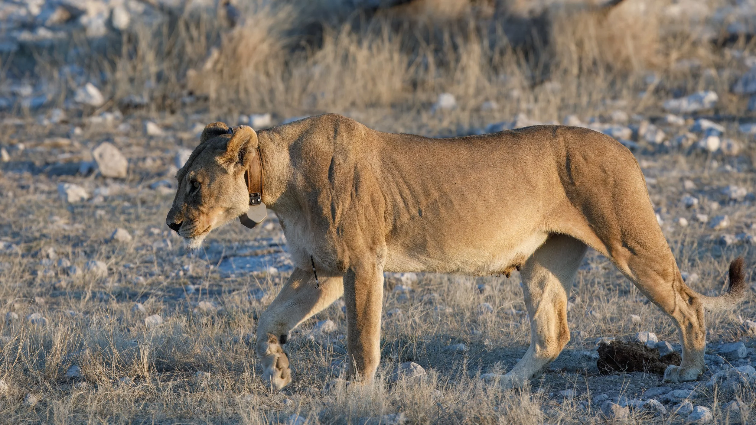  Although we never saw them, our guide believed there might have been small cubs nearby 