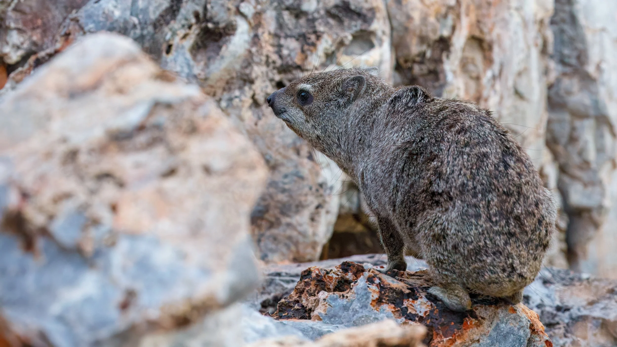  A rock hyrax startled us as we made our way back onto the lodge property 