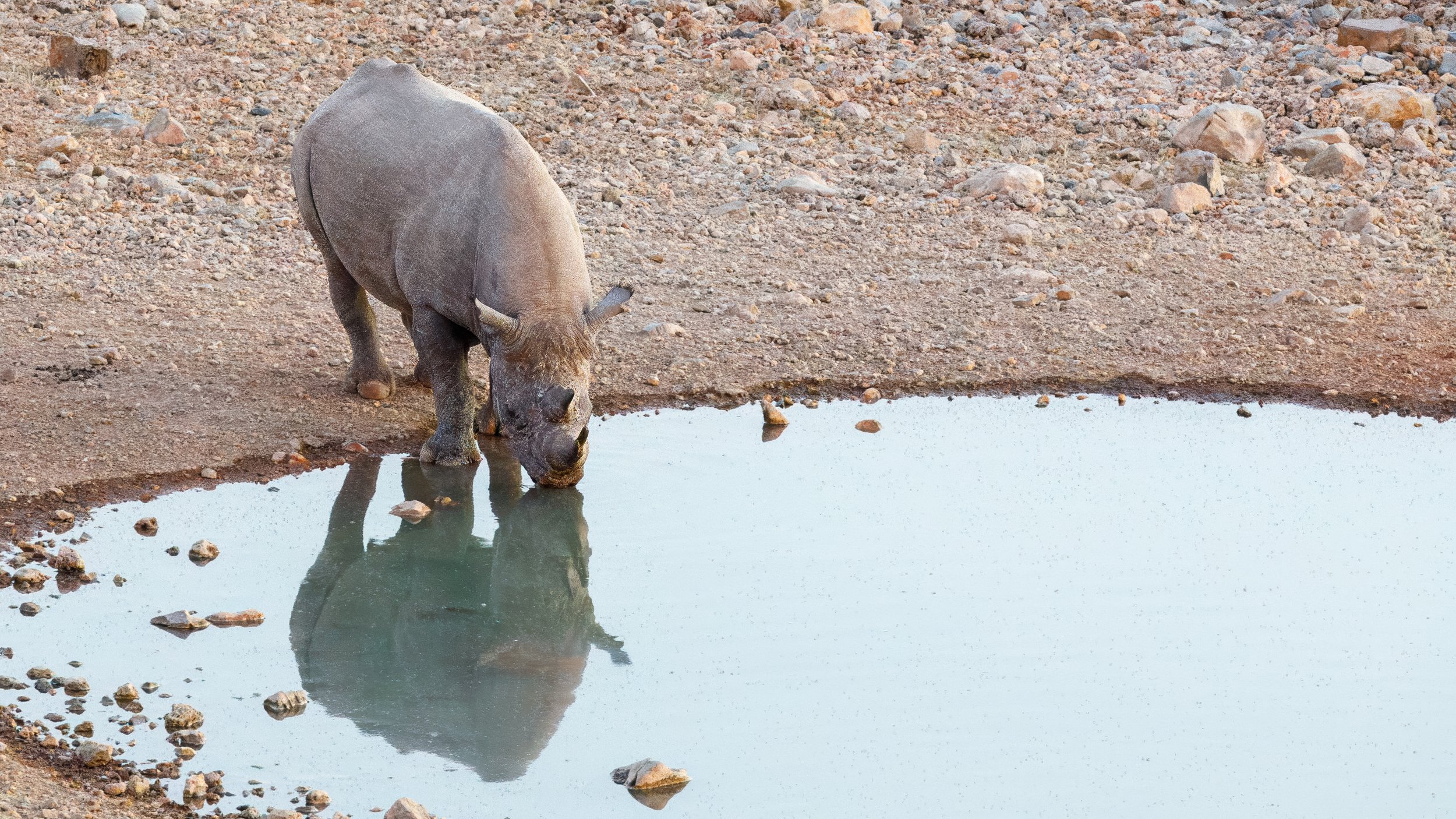 As the light faded, the lodge waterhole was visited by a continuous parade of rhinos 