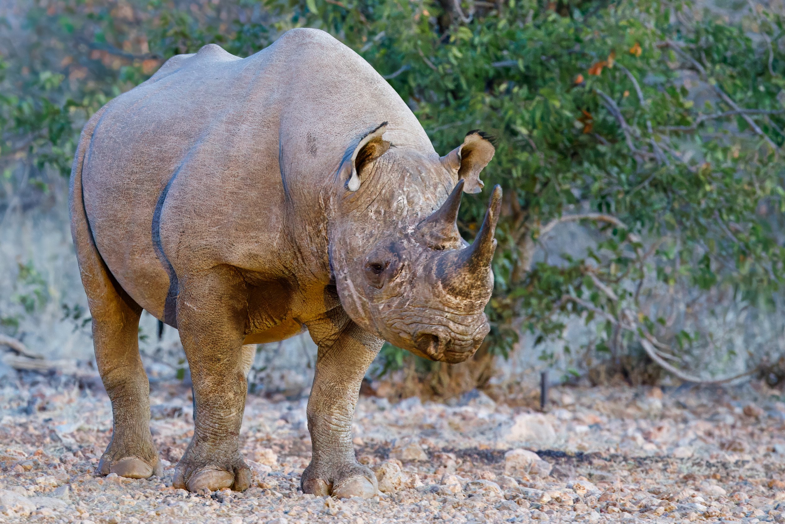  From the hide, we could see each rhino up close, in safety 
