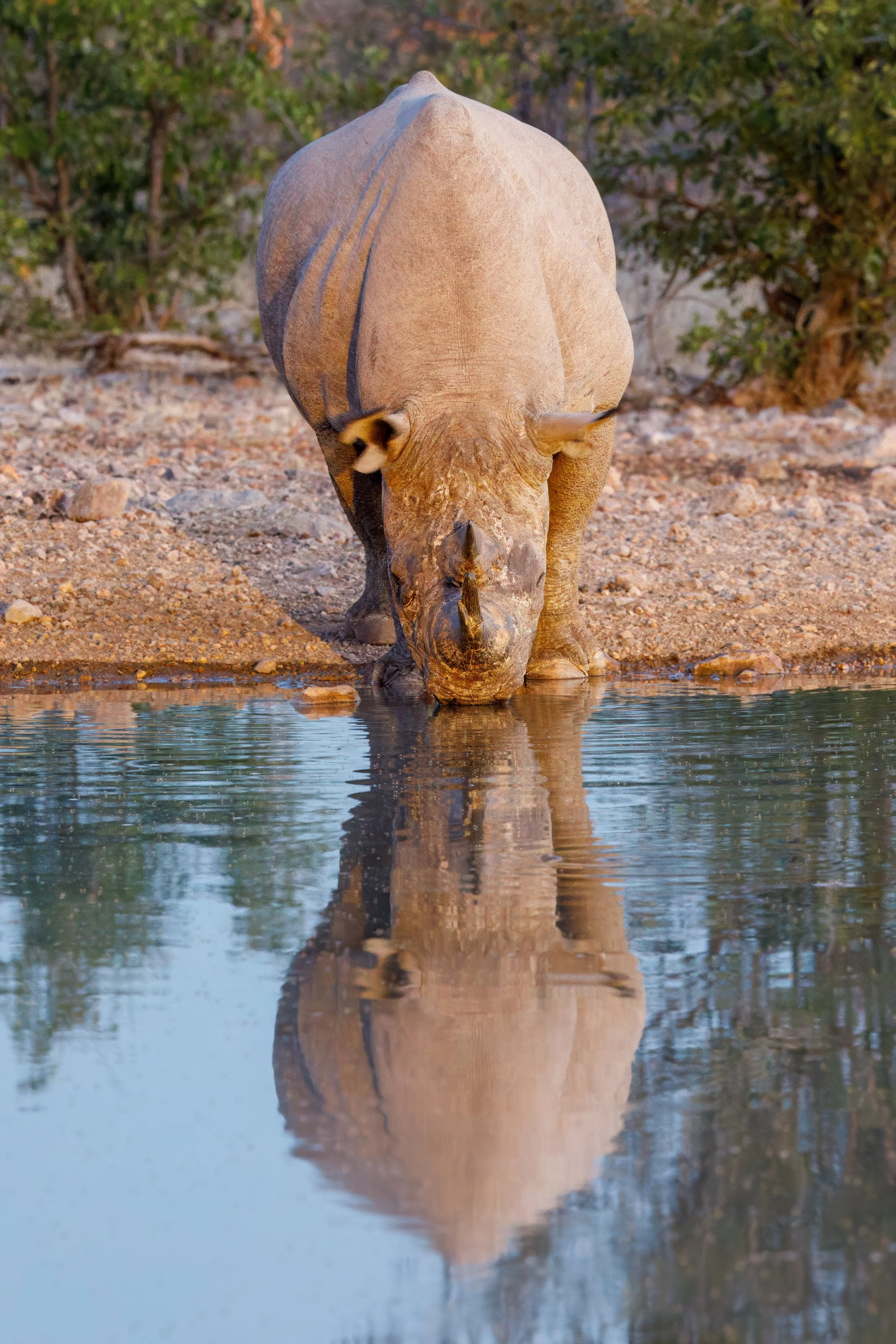  The watering hole was the main attraction 