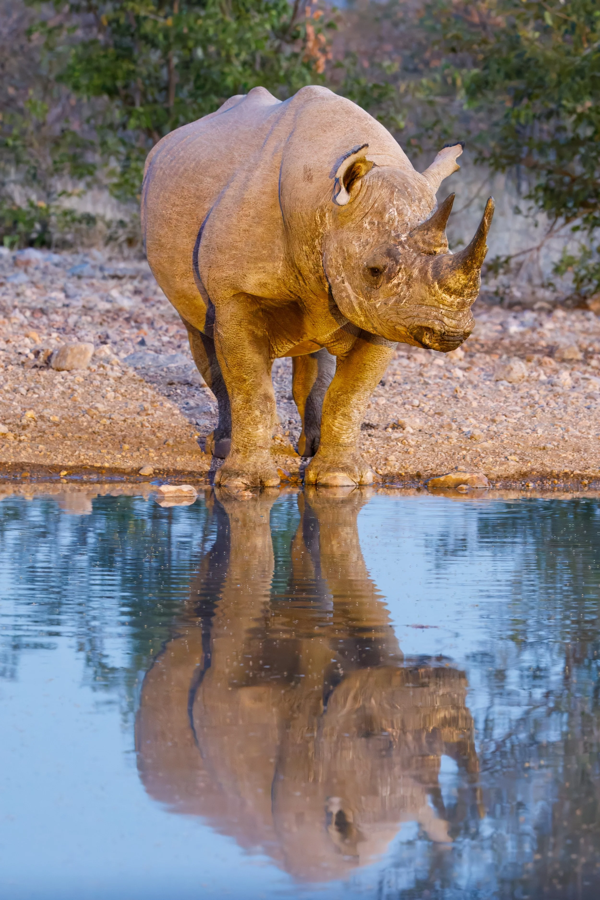  In addition to providing water to the rhinos, the pool provided excellent reflective views for us 