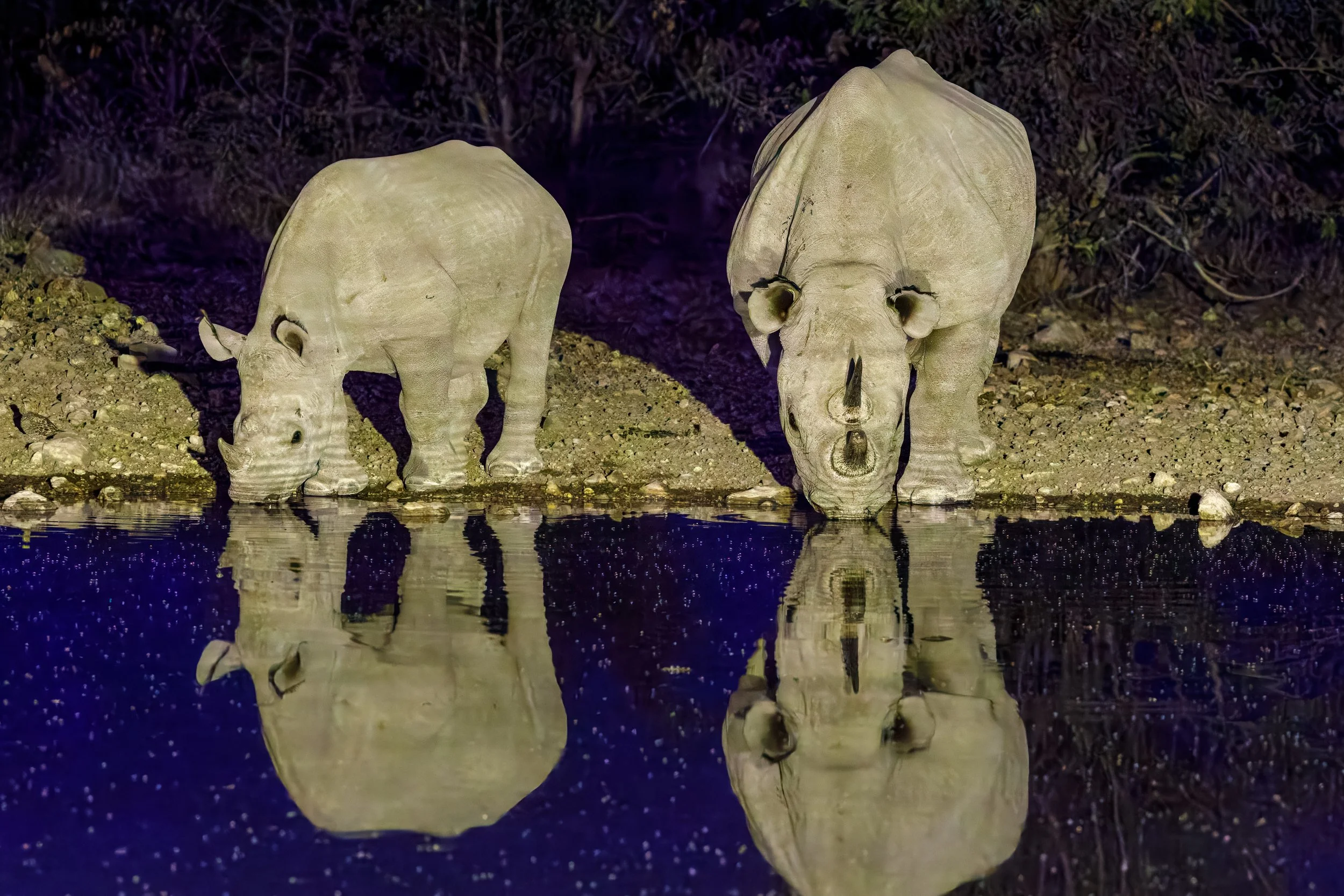  After another fabulous dinner at the lodge, we headed back to the hide in time for some new visitors 