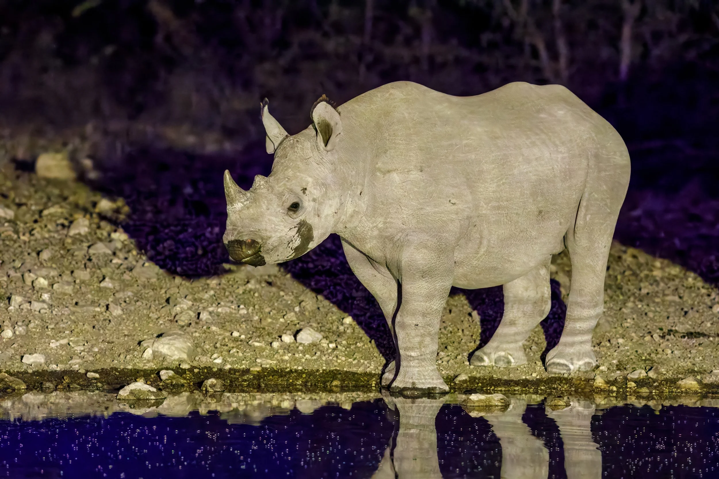  The lighting showcased the wet spots on the rhinos face 