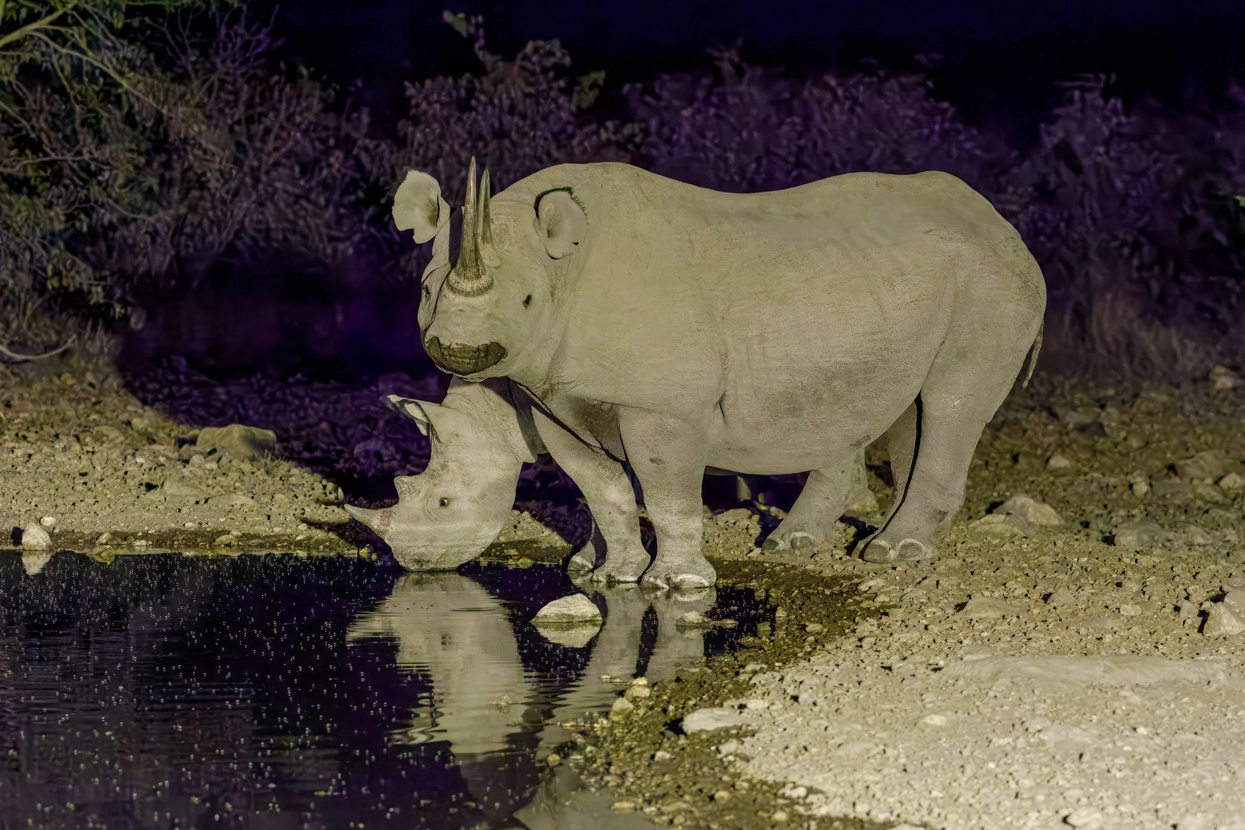  Parents and child enjoying the pond and giving us just a little bit of attention 