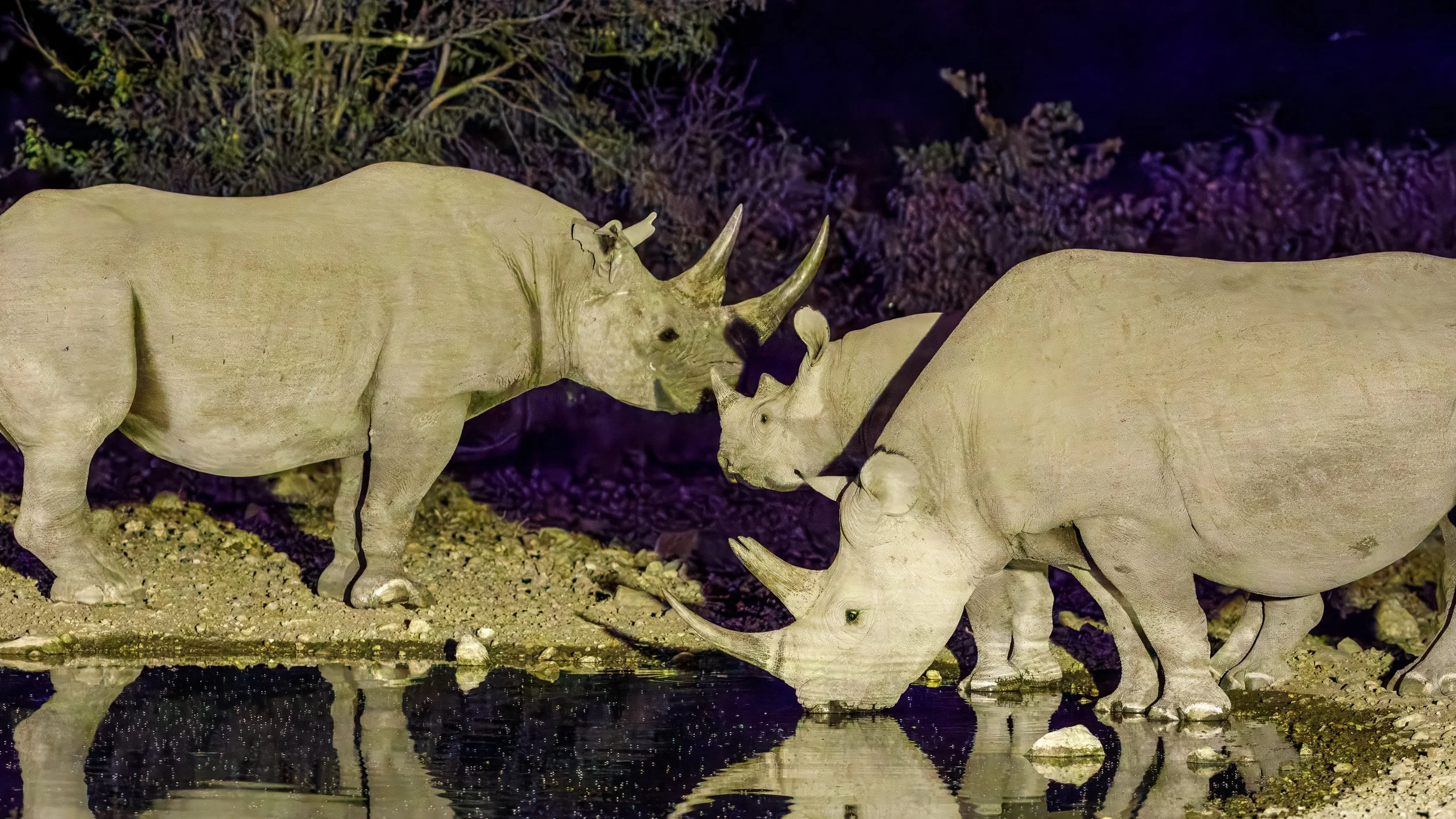  One last group of visitors before heading back to our cabin for the evening 