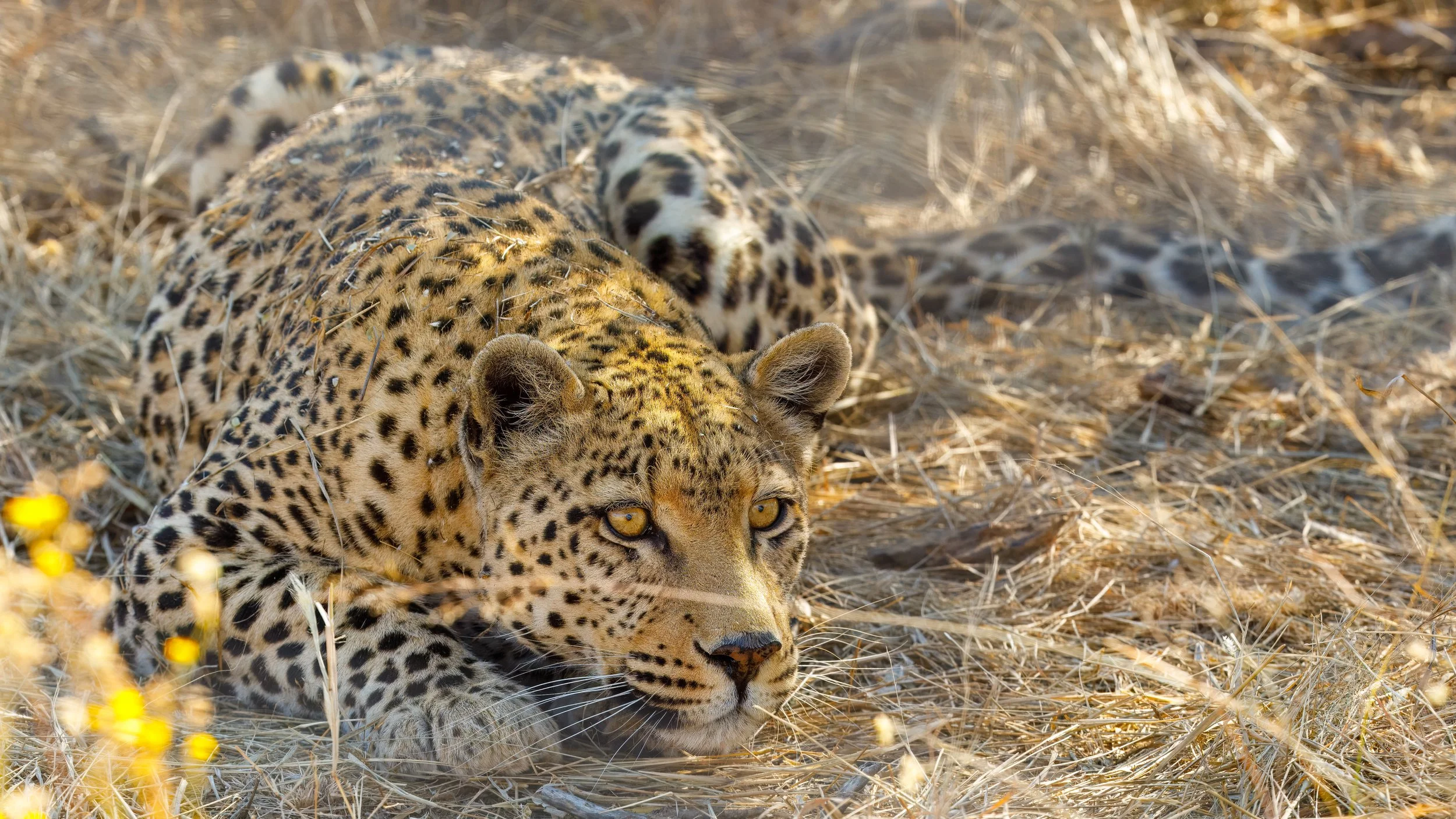  After checking into the hotel, we had a number of options to choose from in the sanctuary and chose the carnivore feeding tour.  Our first stop was the leopard cage. 